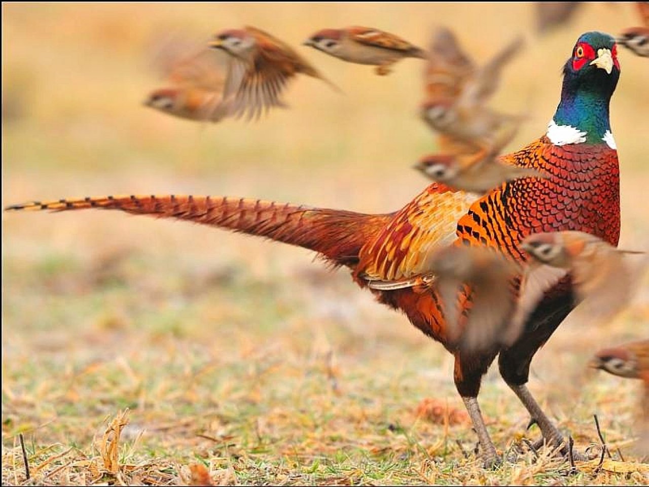 Download hd 1280x960 Pheasant desktop background ID:283837 for free