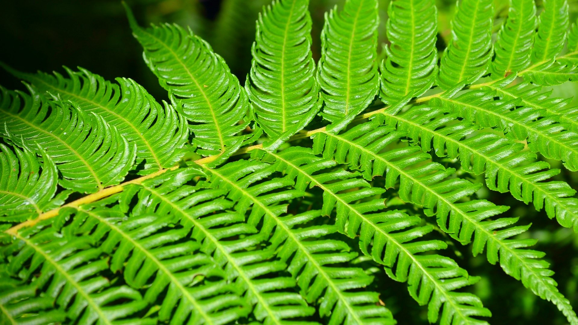 Free Fern high quality background ID:398815 for 1080p desktop