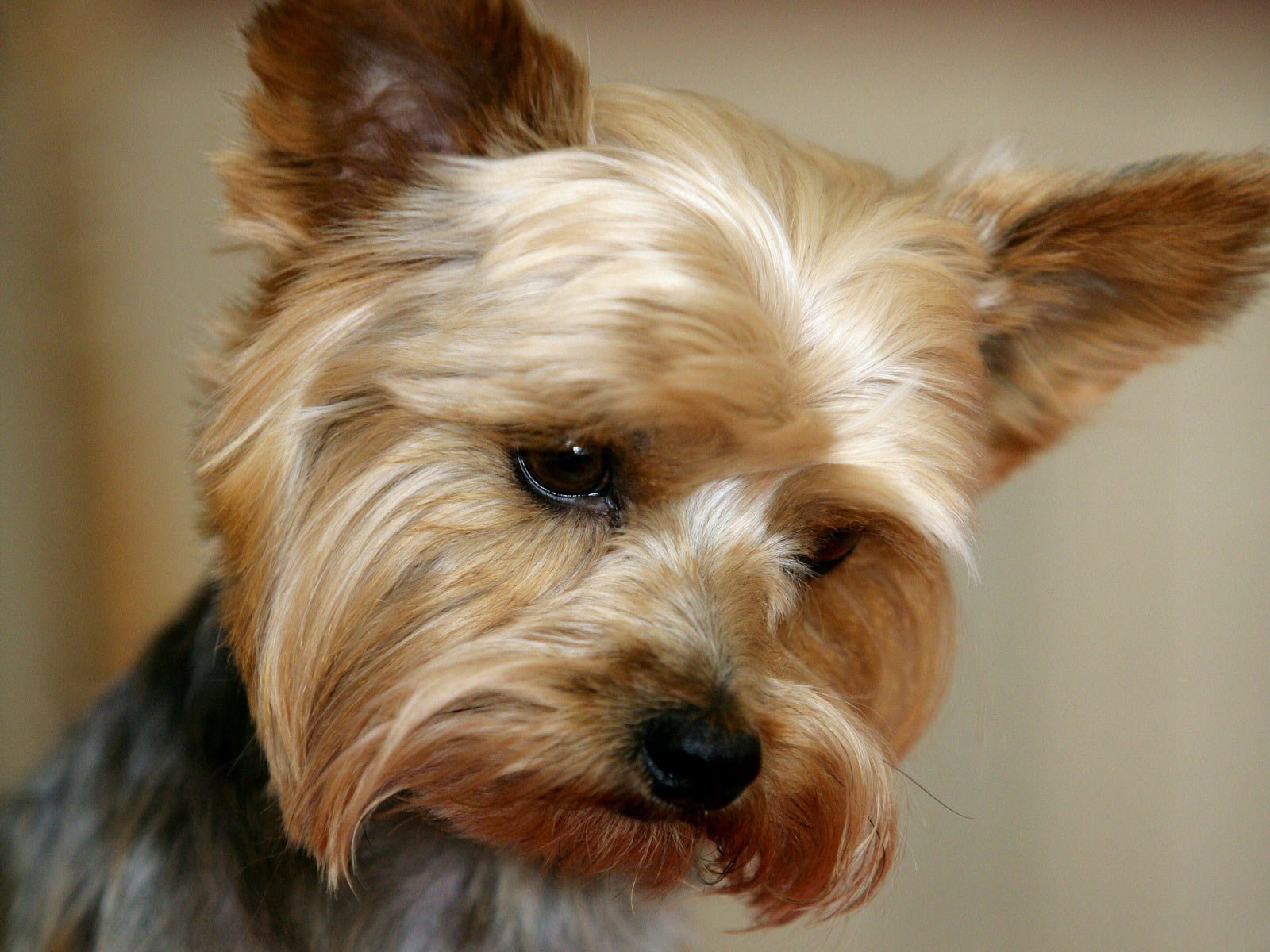 High resolution Yorkshire Terrier hd 1600x1200 wallpaper ID:110971 for computer