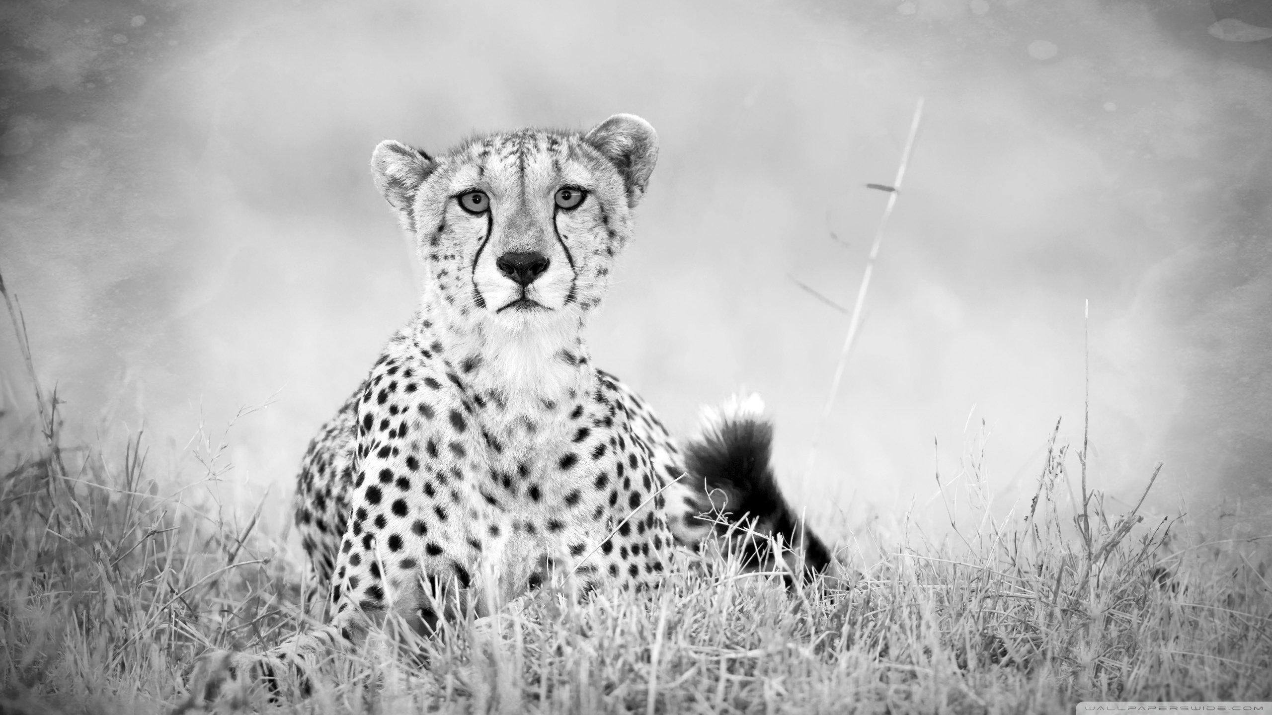 High resolution Cheetah hd 2560x1440 background ID:161899 for desktop