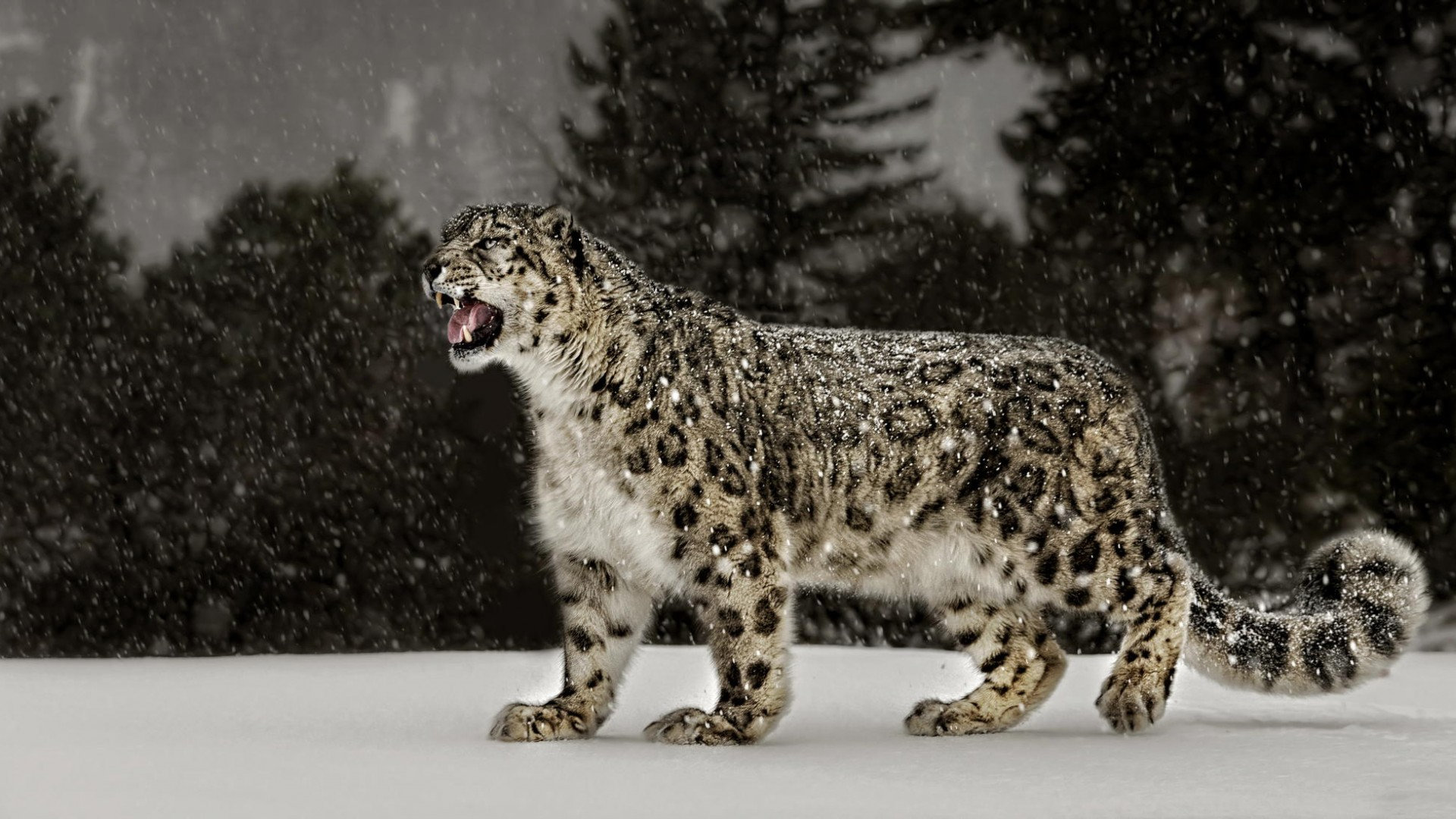 Free download Snow Leopard wallpaper ID:34313 full hd 1080p for computer