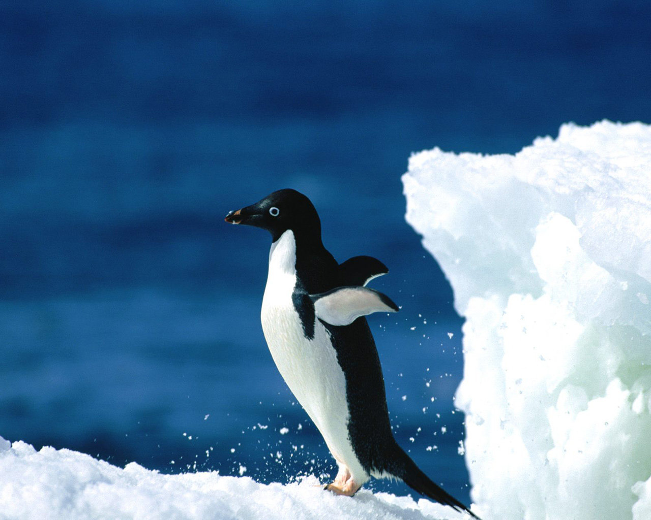 Awesome Penguin free wallpaper ID:149229 for hd 1280x1024 desktop
