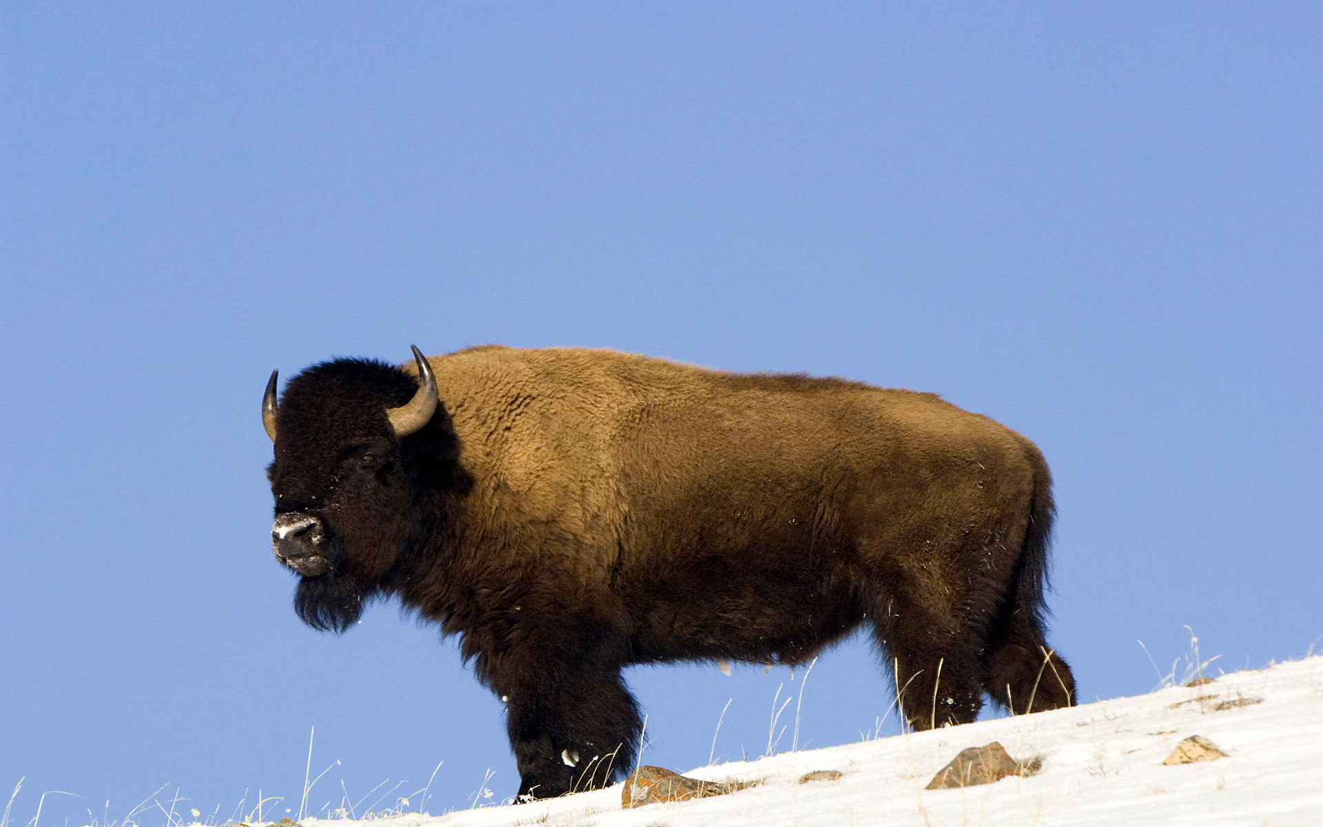 Awesome Bison free wallpaper ID:130644 for hd 1920x1200 computer