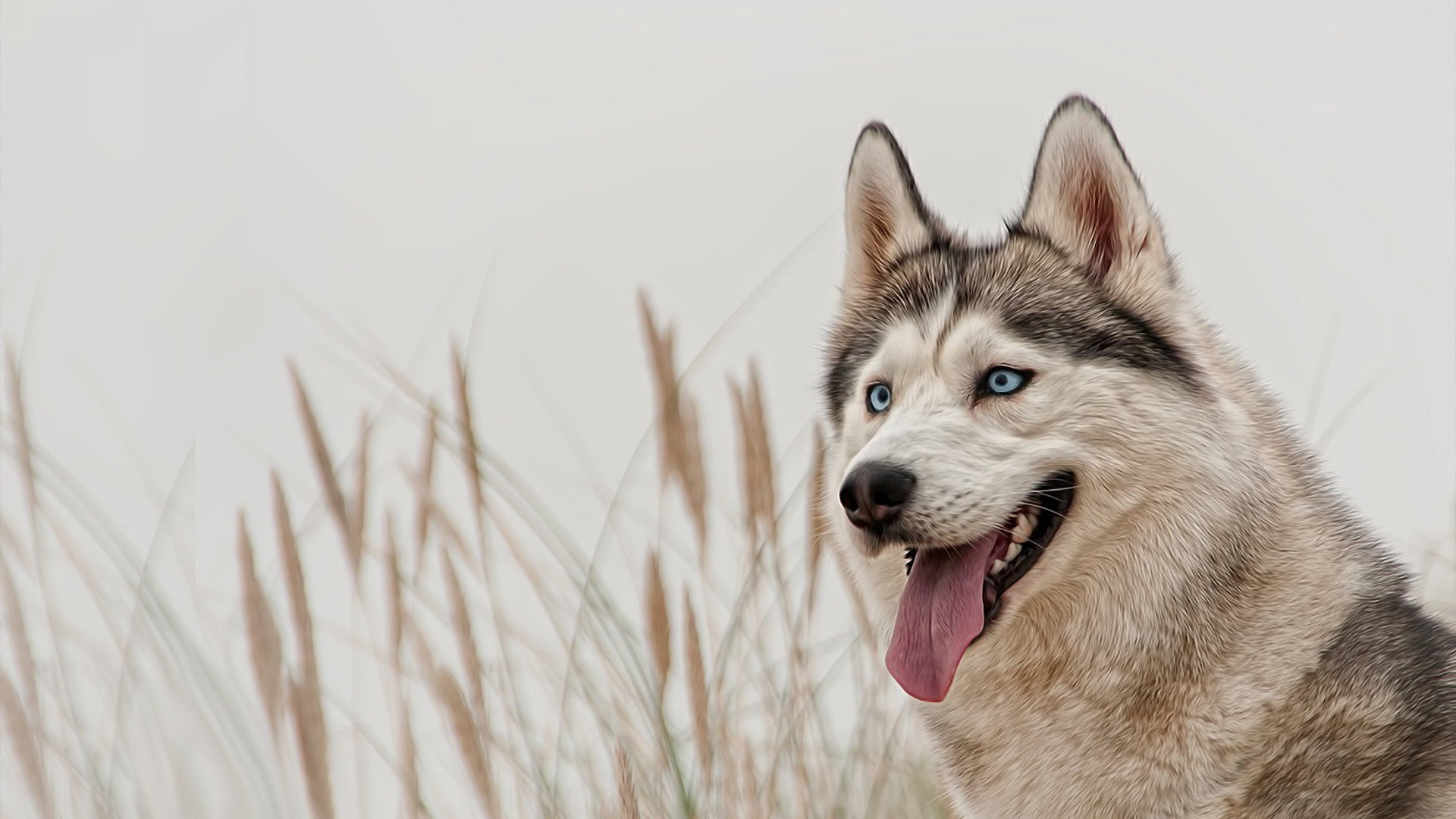 Awesome Husky free background ID:198345 for hd 1080p PC