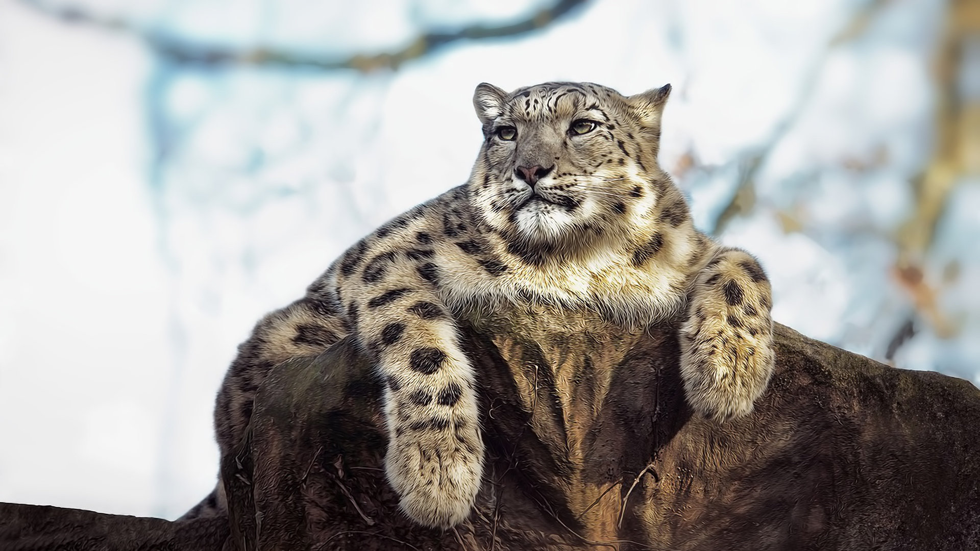 Best Snow Leopard background ID:34397 for High Resolution full hd 1920x1080 desktop