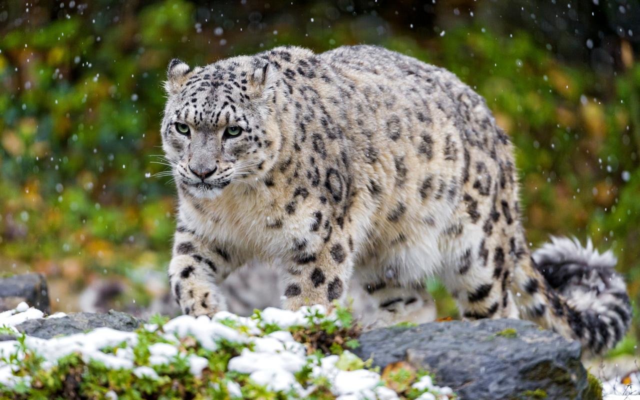Free download Snow Leopard wallpaper ID:34398 hd 1280x800 for computer