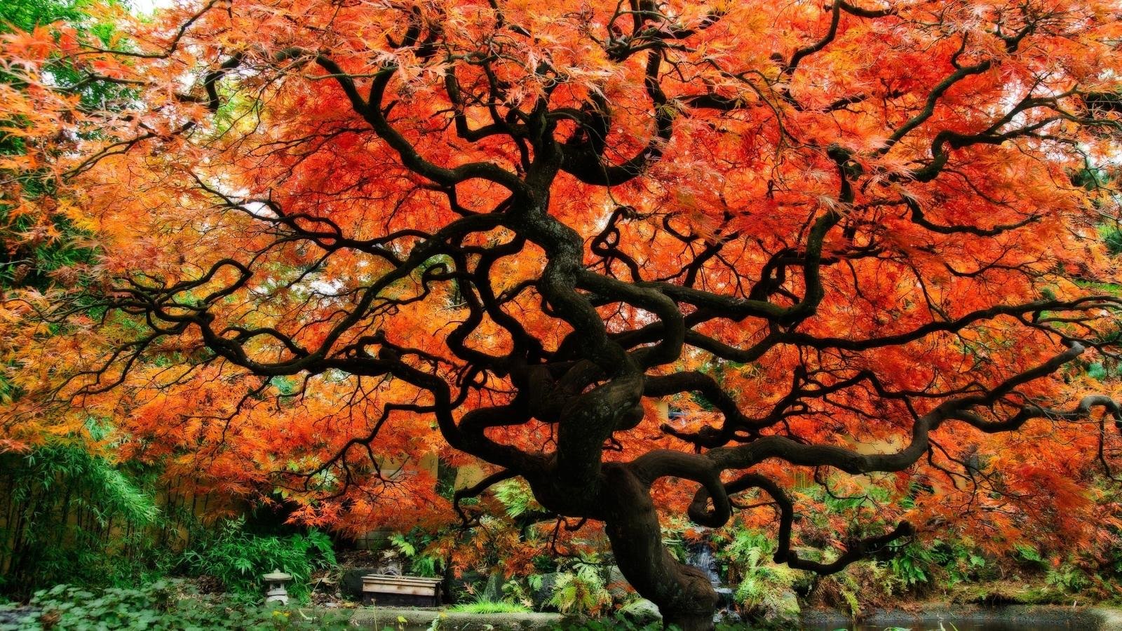 Free download Japanese Garden wallpaper ID:92646 hd 1600x900 for computer