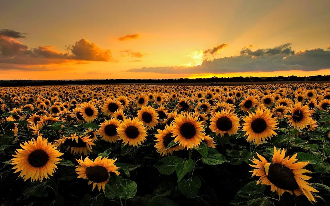 Best Sunflower background ID:226525 for High Resolution hd 1152x720 PC