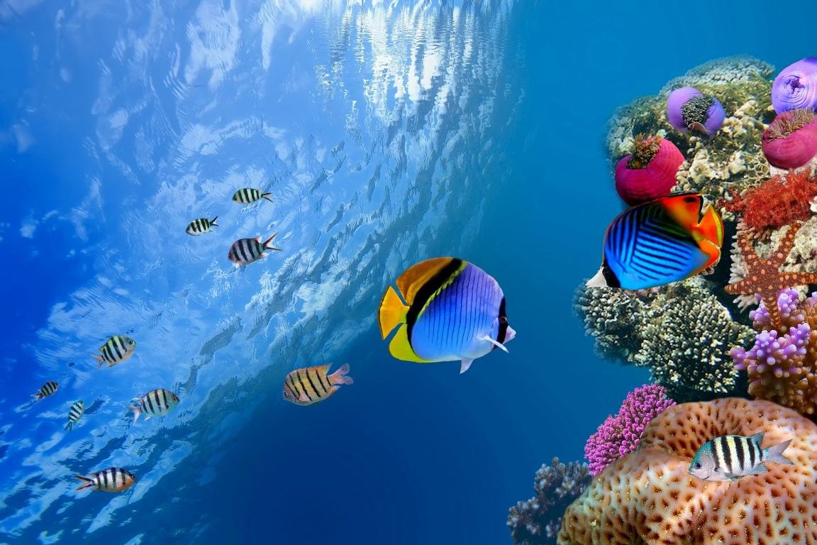 Free Coral reef high quality background ID:66257 for hd 1152x768 desktop