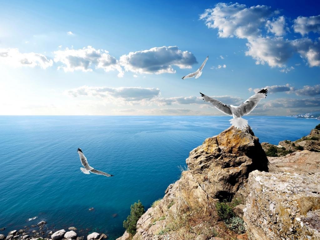 Free Seagull high quality wallpaper ID:66845 for hd 1024x768 PC