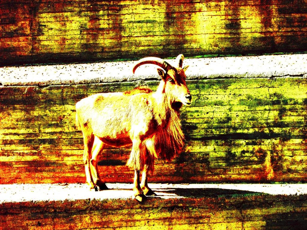 Best Goat background ID:466734 for High Resolution hd 1024x768 PC