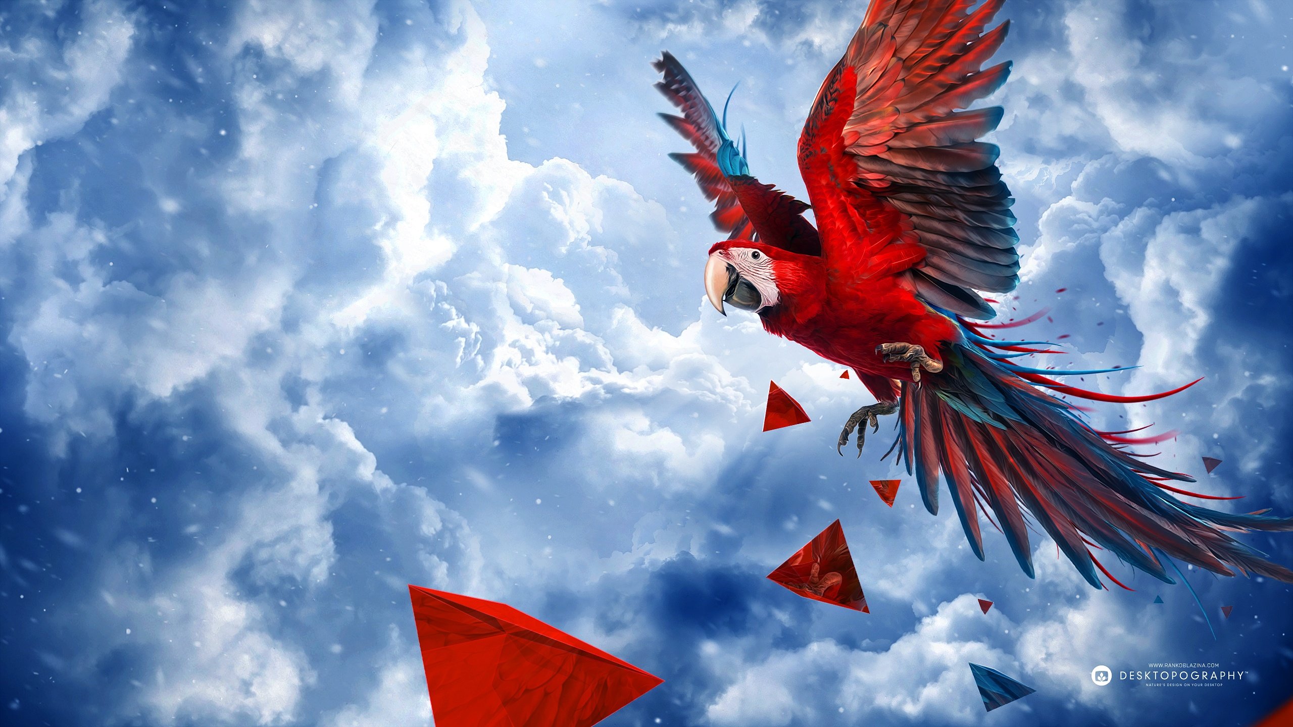 Download hd 2560x1440 Macaw desktop background ID:46377 for free