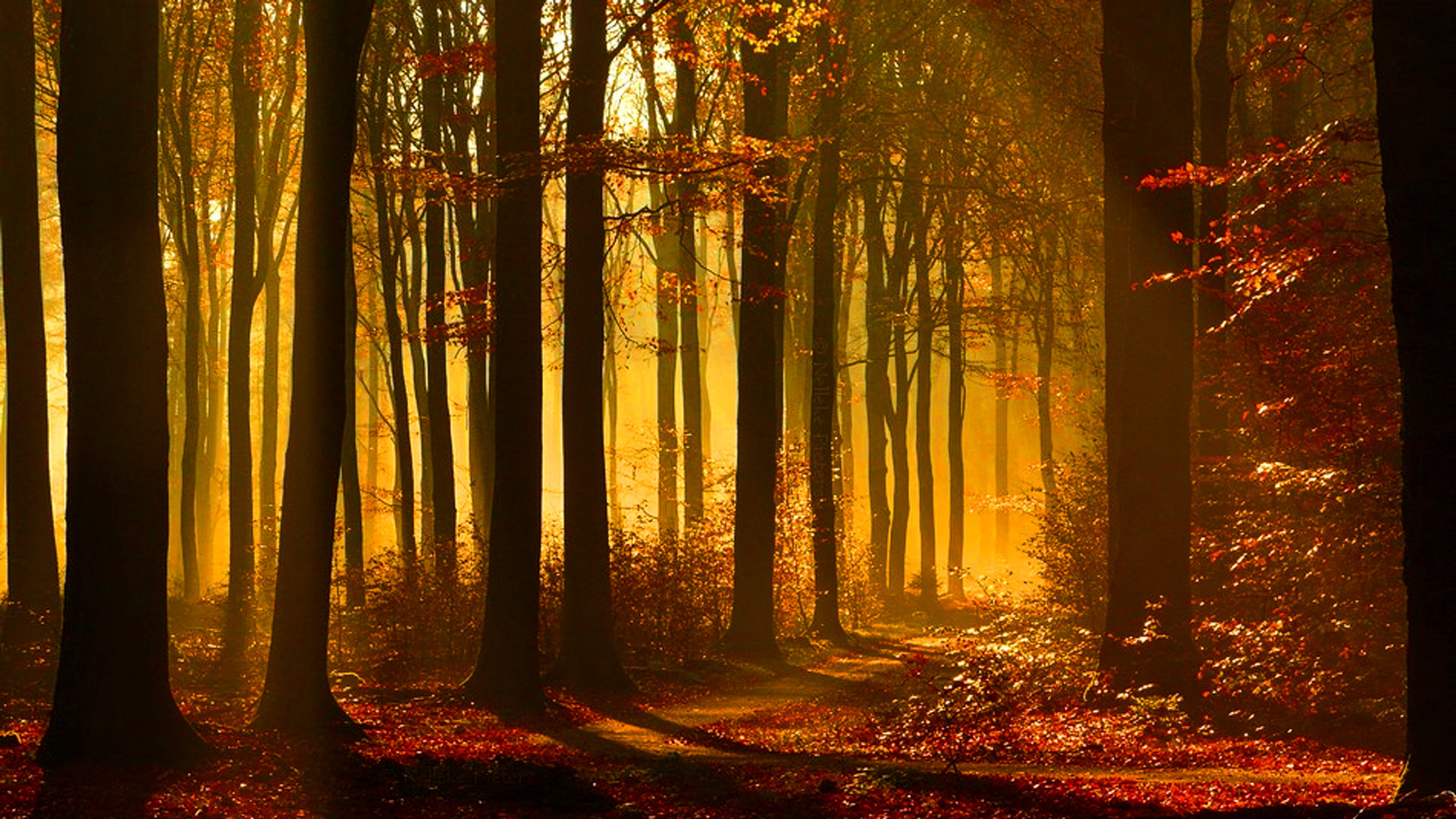 High resolution Fall hd 1080p background ID:21236 for PC