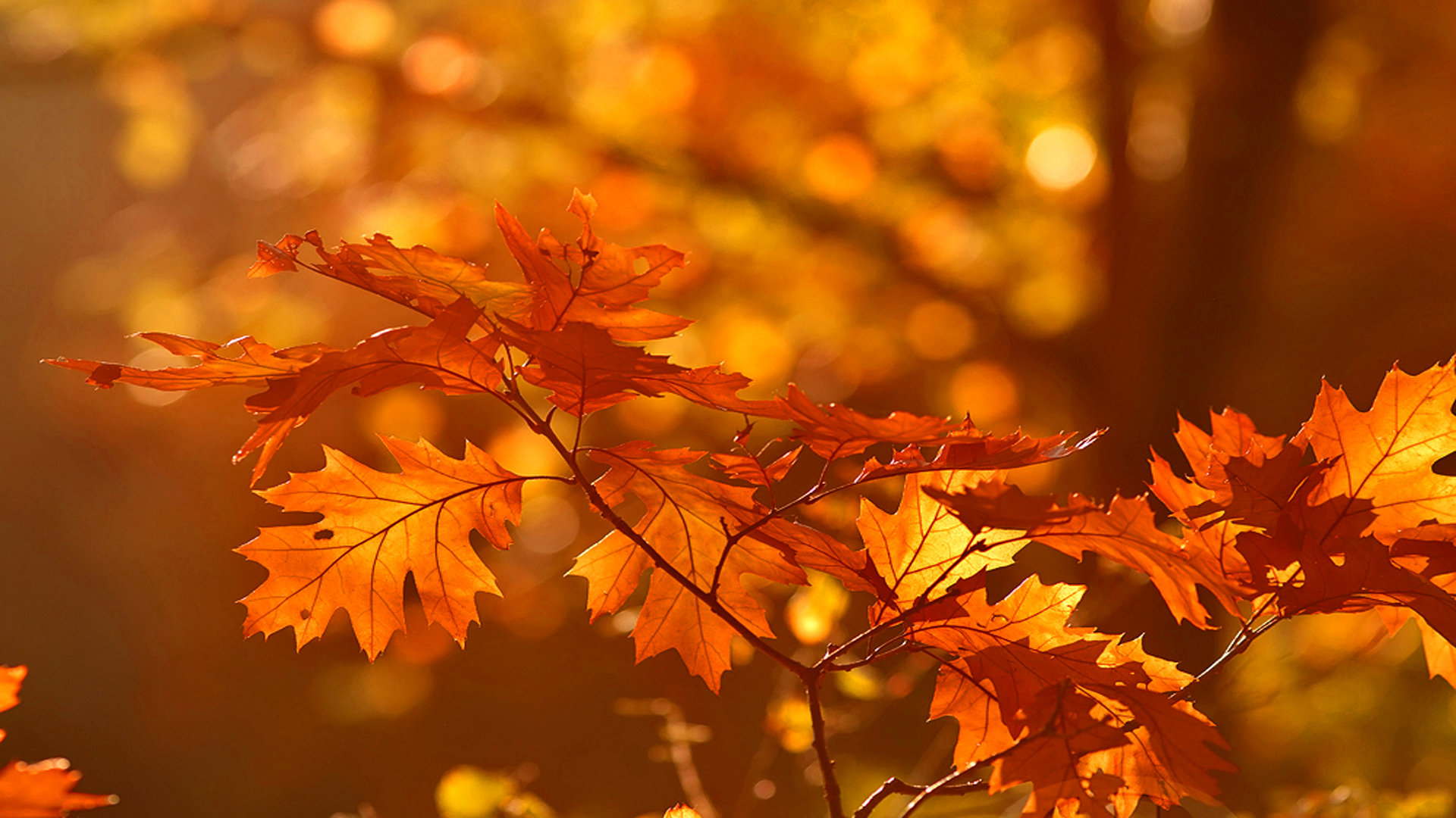 Download hd 1920x1080 Fall PC background ID:20951 for free