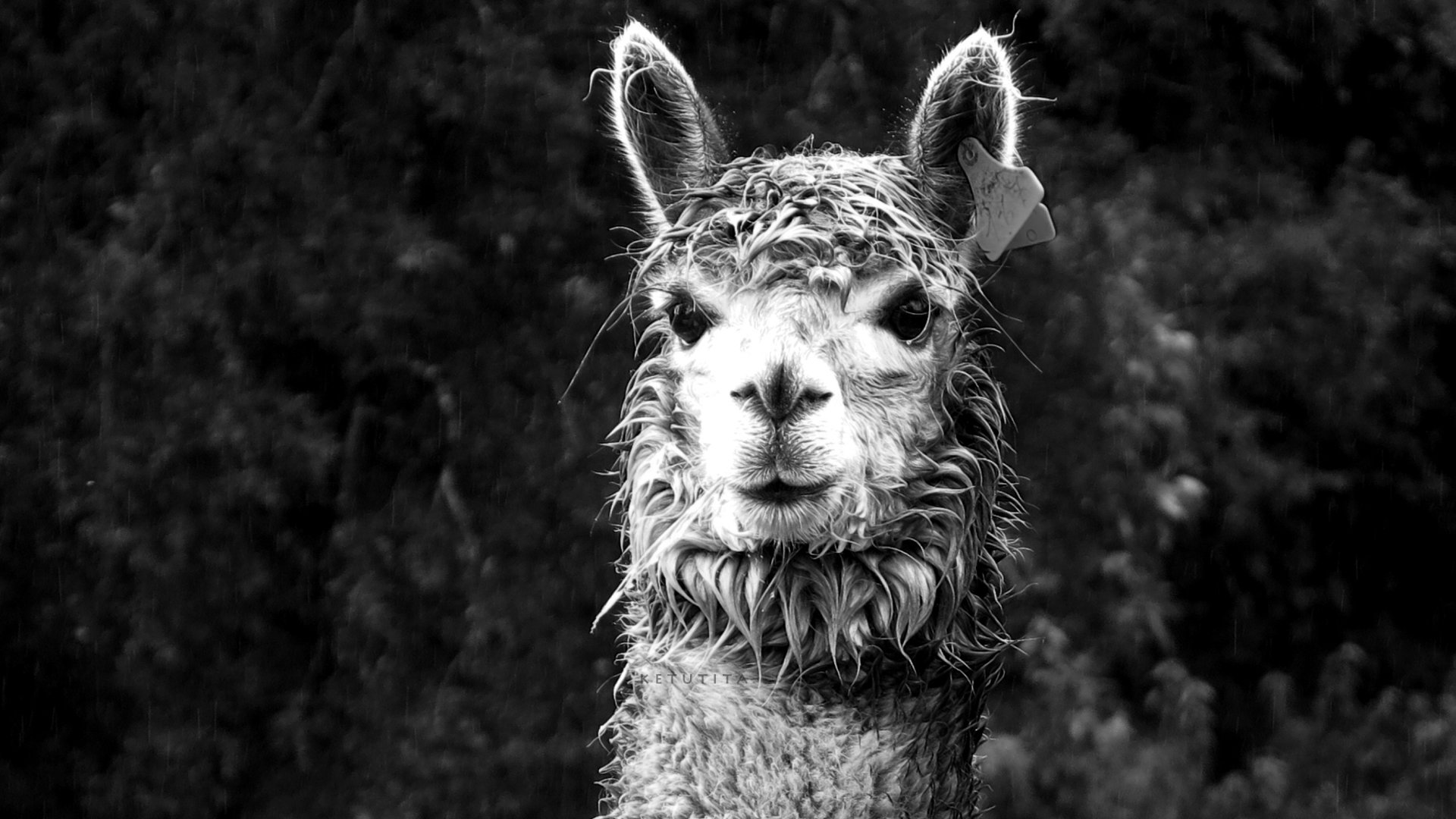 Download full hd 1920x1080 Alpaca computer background ID:127031 for free