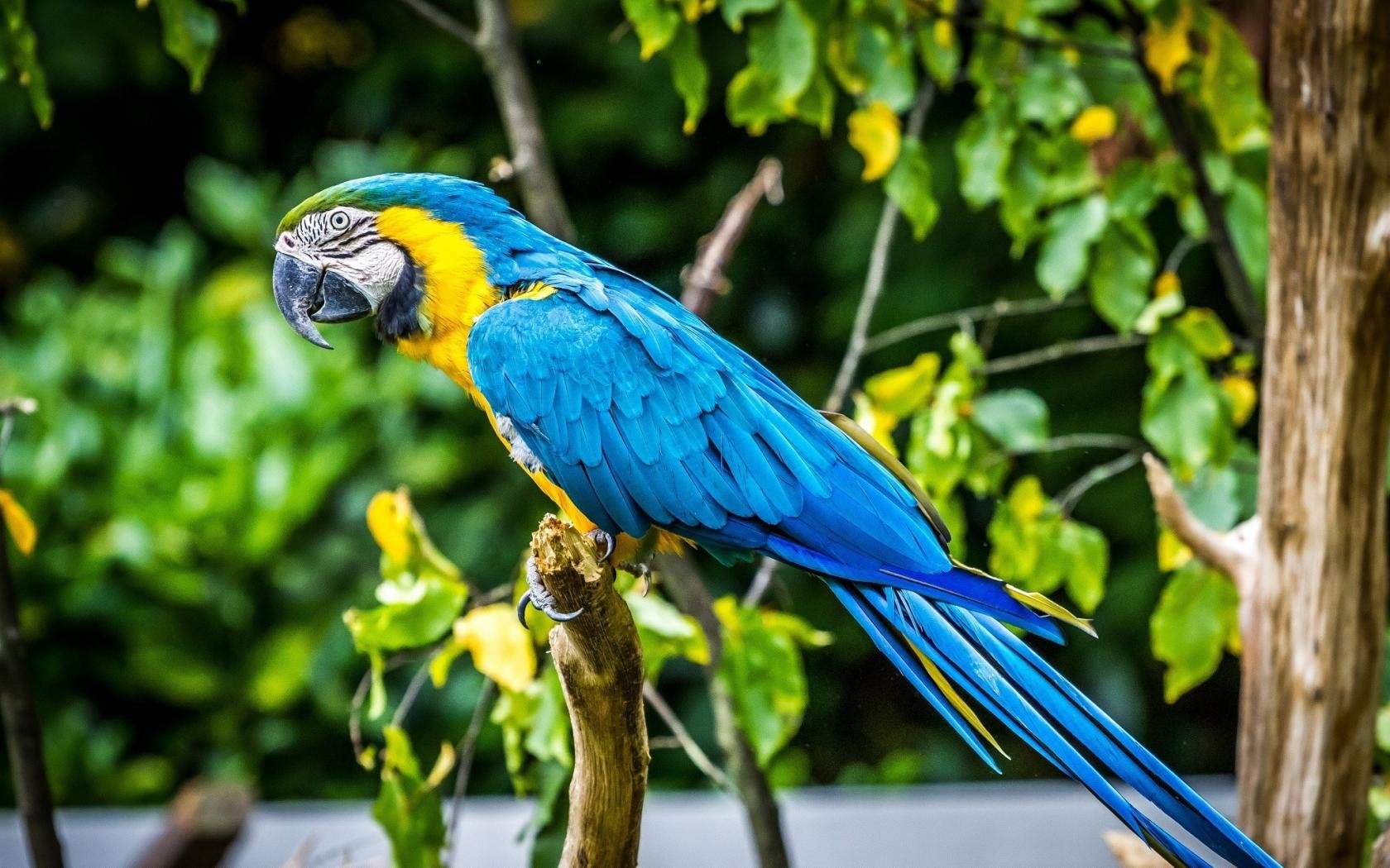 Download hd 1680x1050 Macaw PC wallpaper ID:46423 for free