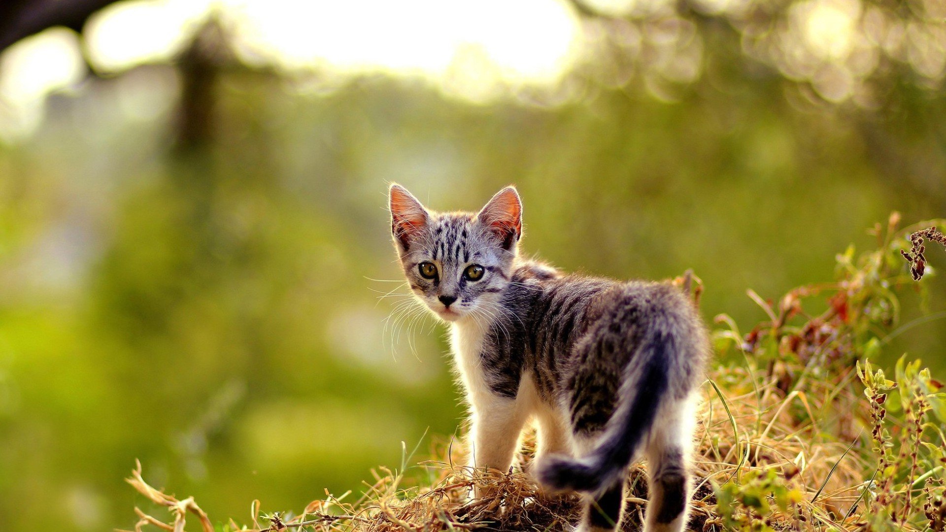 Download full hd Kitten PC background ID:426385 for free