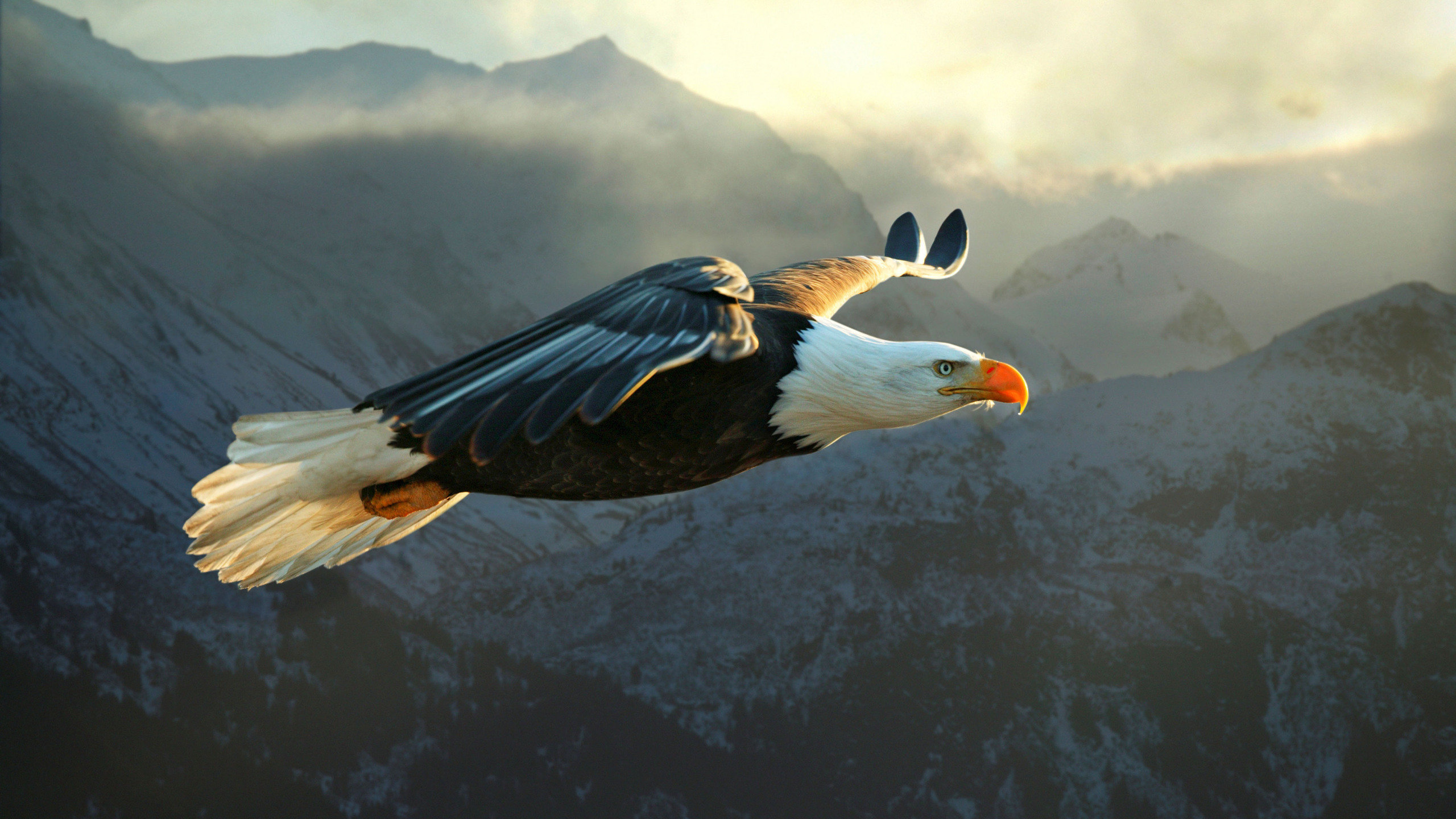 High resolution American Bald Eagle hd 2560x1440 background ID:68613 for computer