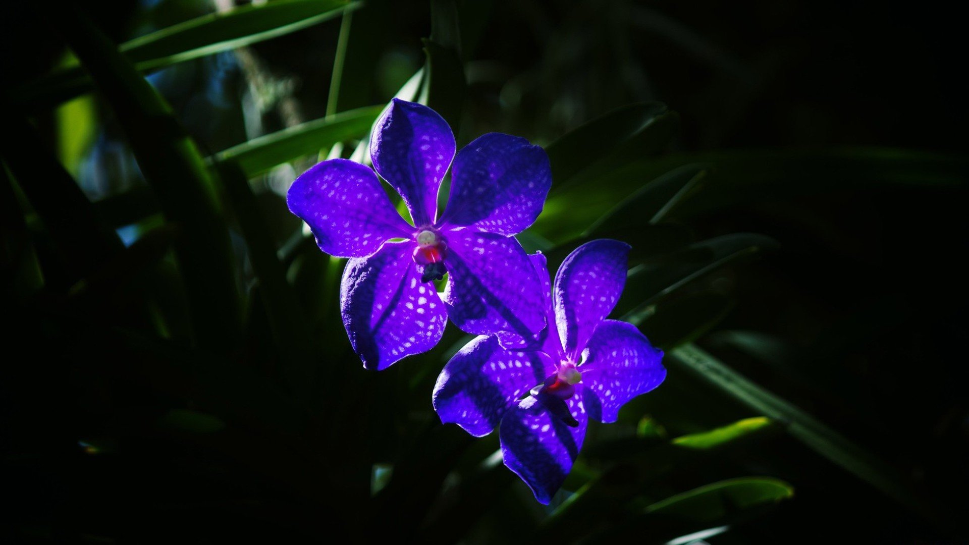 Awesome Orchid free background ID:449515 for full hd computer