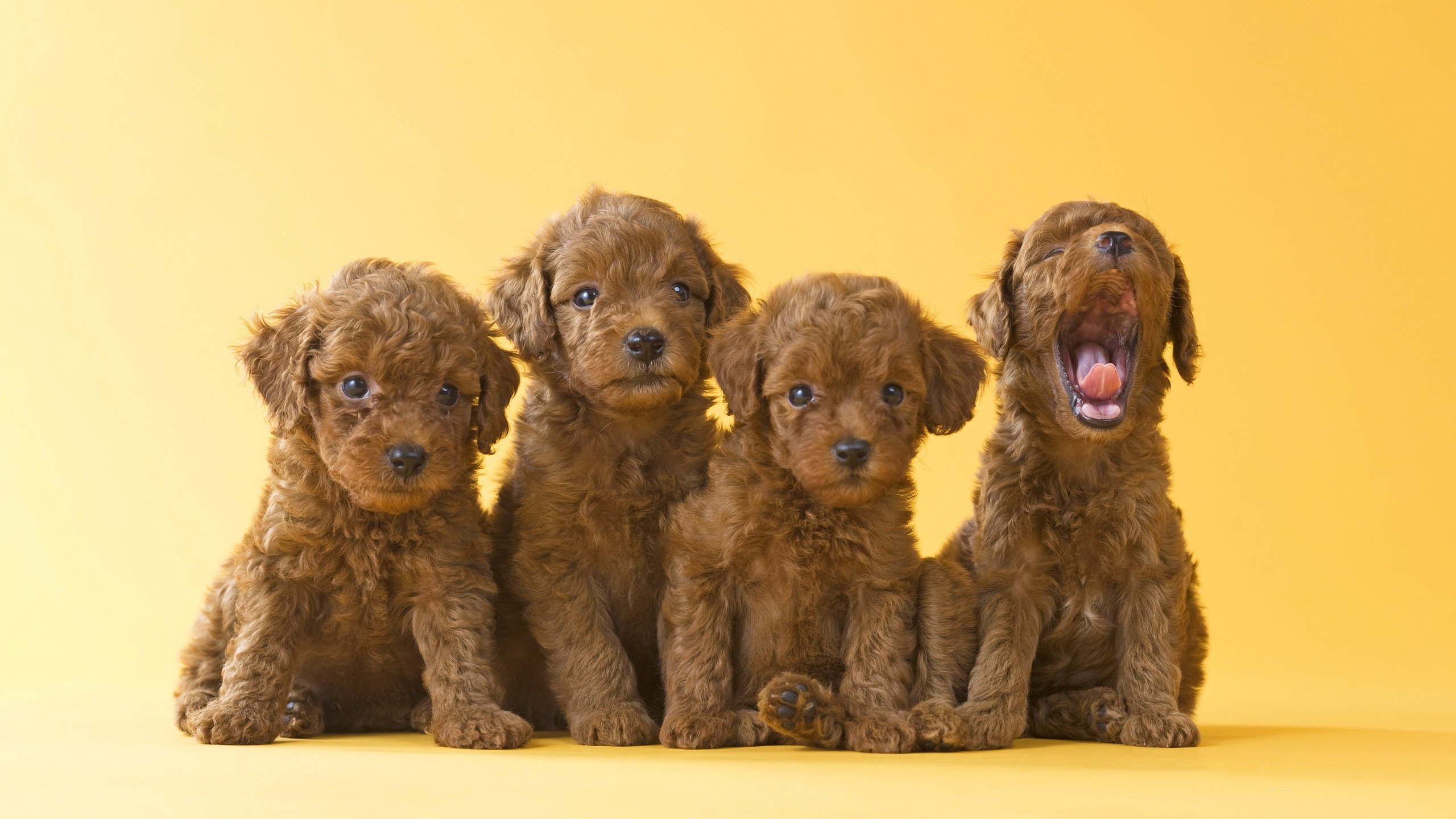 Free download Puppy wallpaper ID:46760 hd 2560x1440 for PC