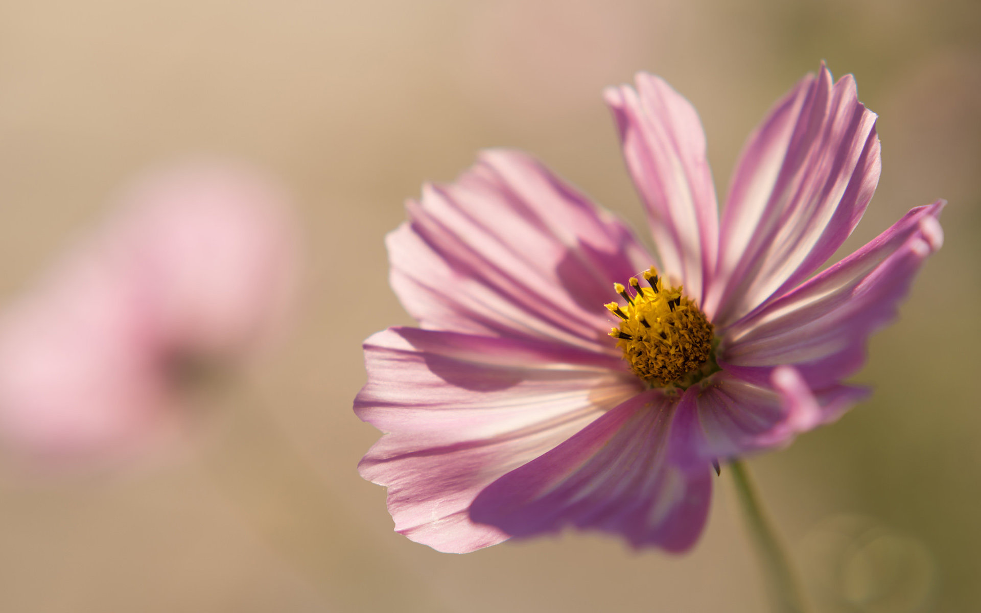 Free Cosmos high quality wallpaper ID:272087 for hd 1920x1200 PC