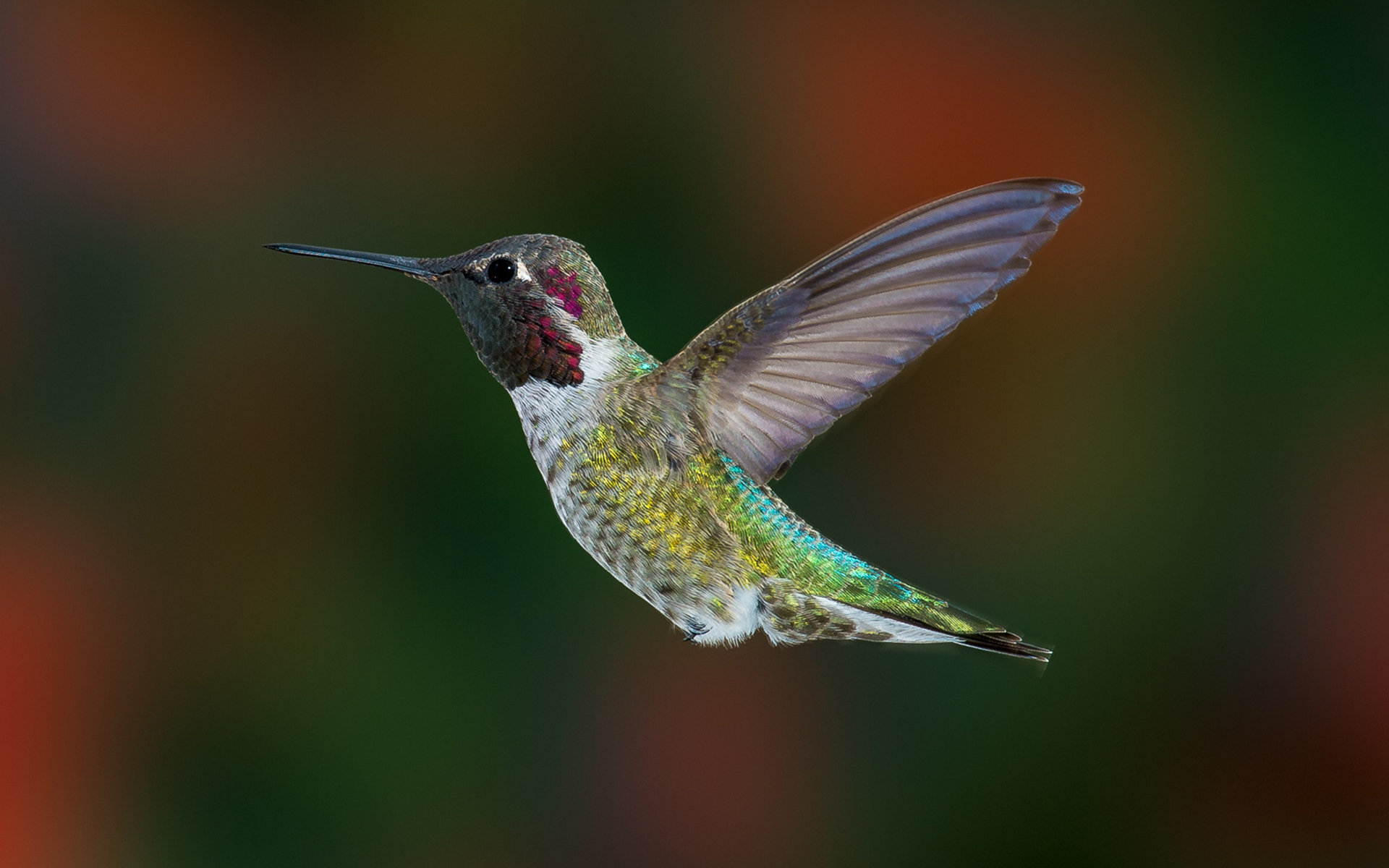 Download hd 1920x1200 Hummingbird PC background ID:215820 for free