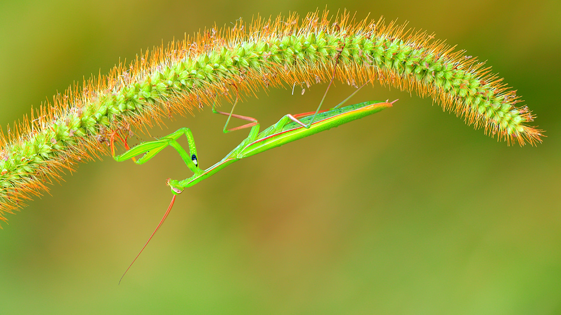 Best Praying Mantis background ID:156483 for High Resolution 1080p computer