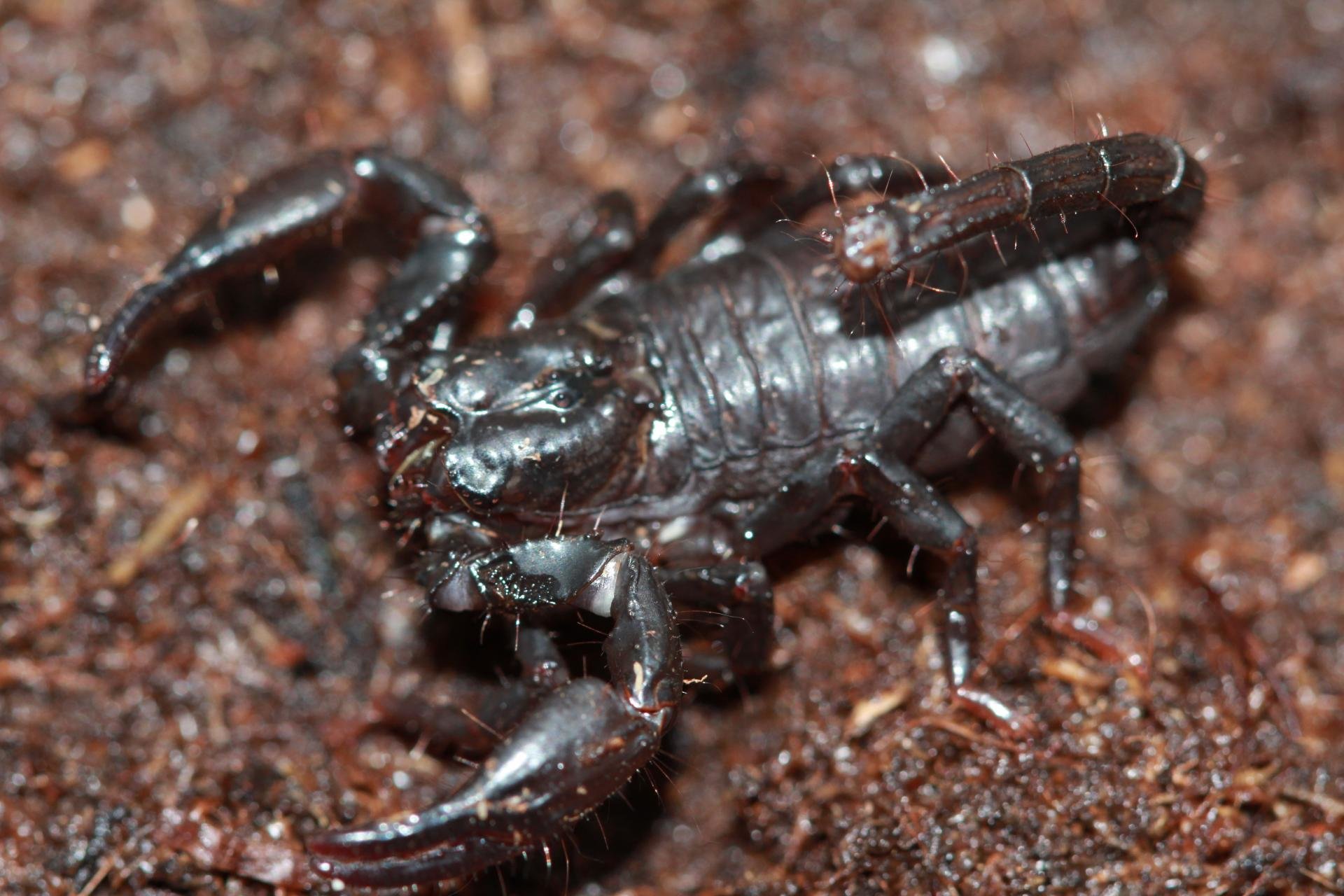 Free Scorpion high quality wallpaper ID:269759 for hd 1920x1280 computer