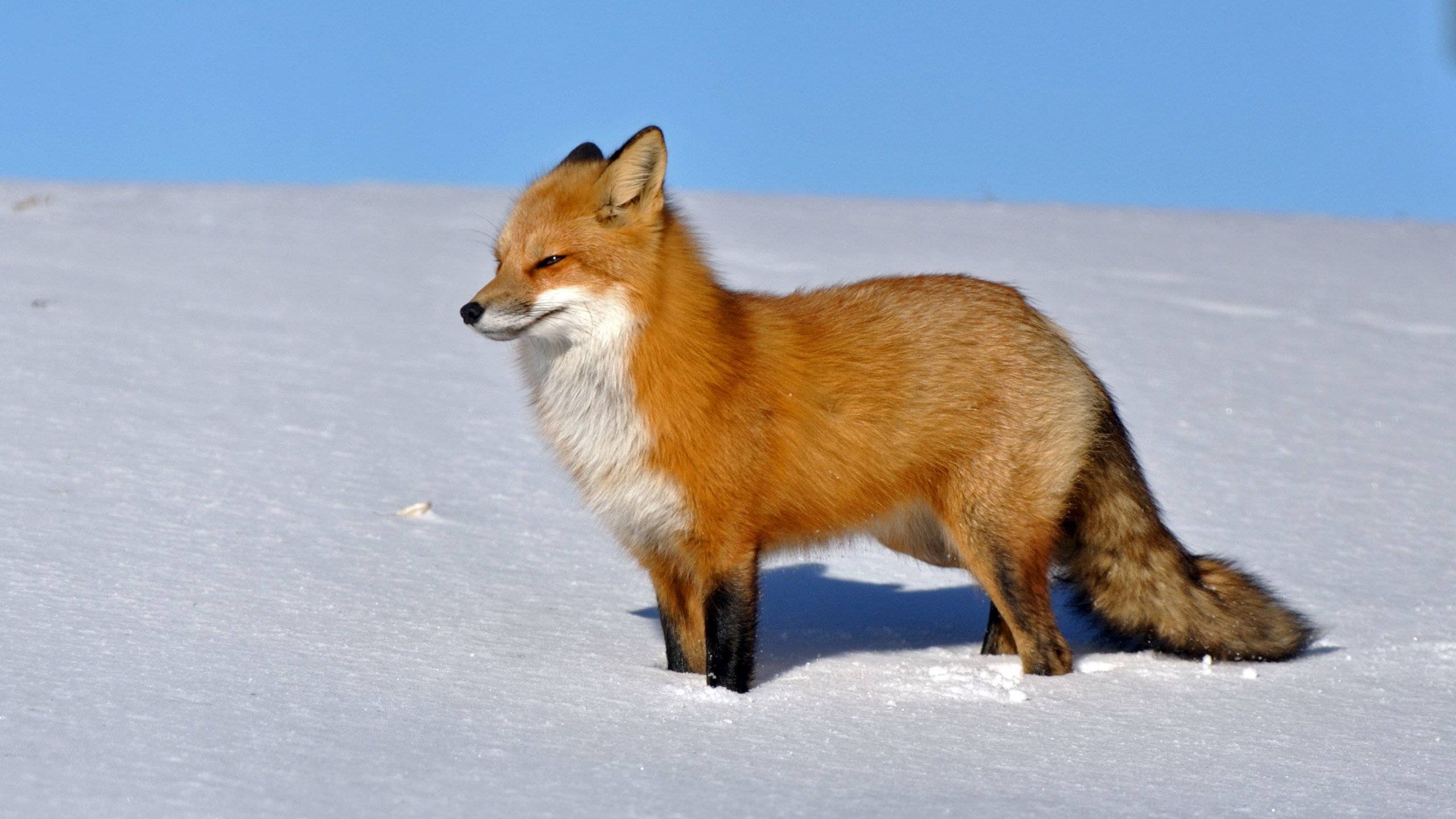 High resolution Fox hd 2560x1440 background ID:58943 for PC