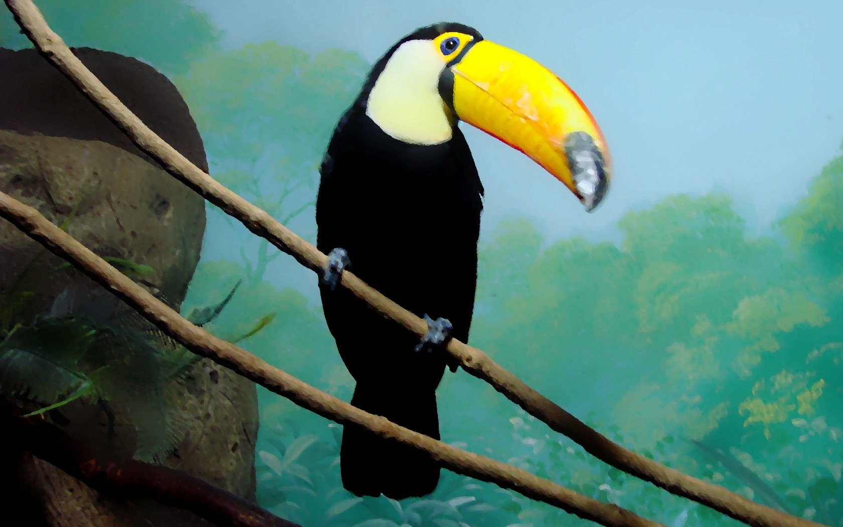 Download hd 1680x1050 Toucan computer background ID:57305 for free