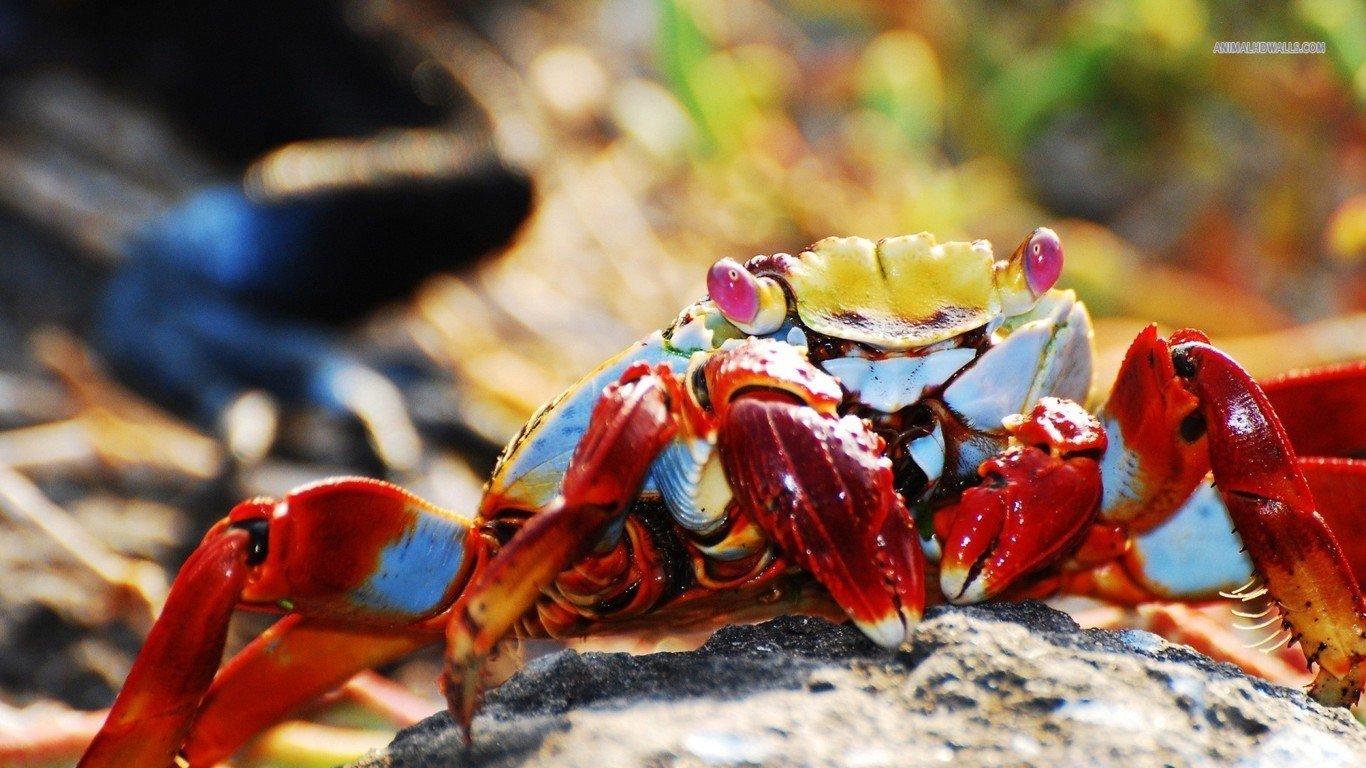 Awesome Crab free background ID:294326 for hd 1366x768 desktop