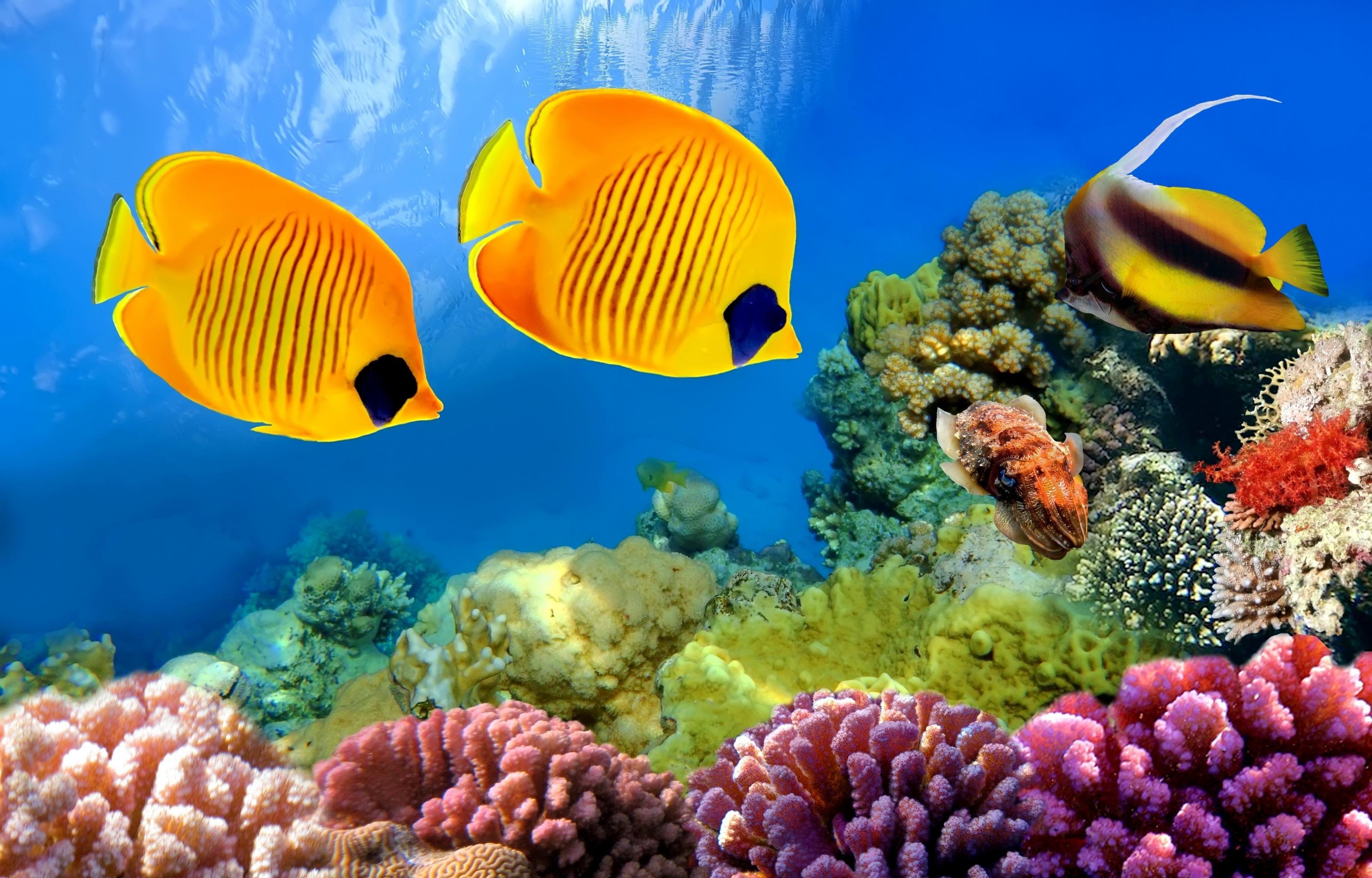 High resolution Coral reef hd 3200x2048 background ID:66066 for desktop