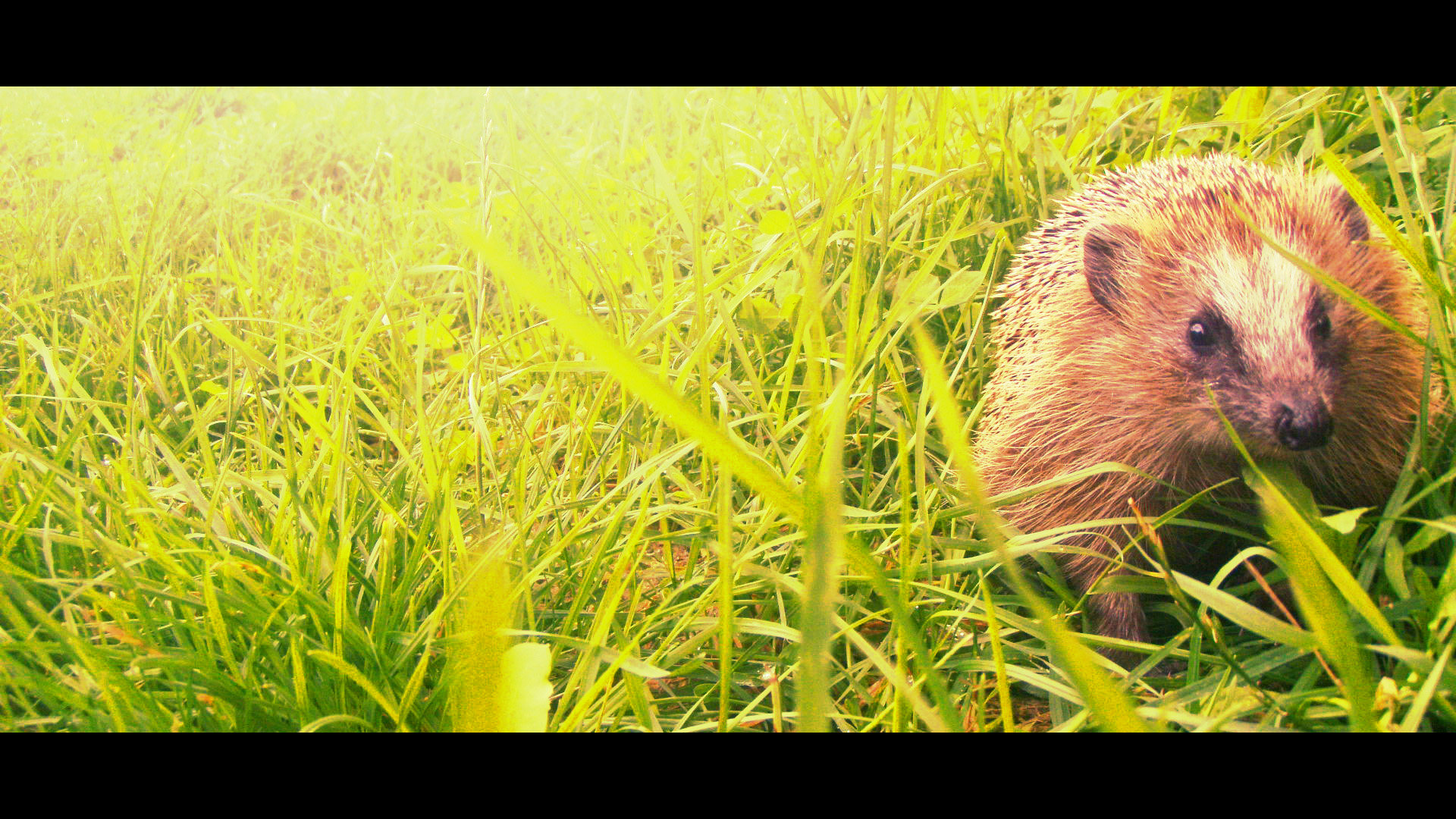 Best Hedgehog background ID:241853 for High Resolution full hd 1920x1080 PC