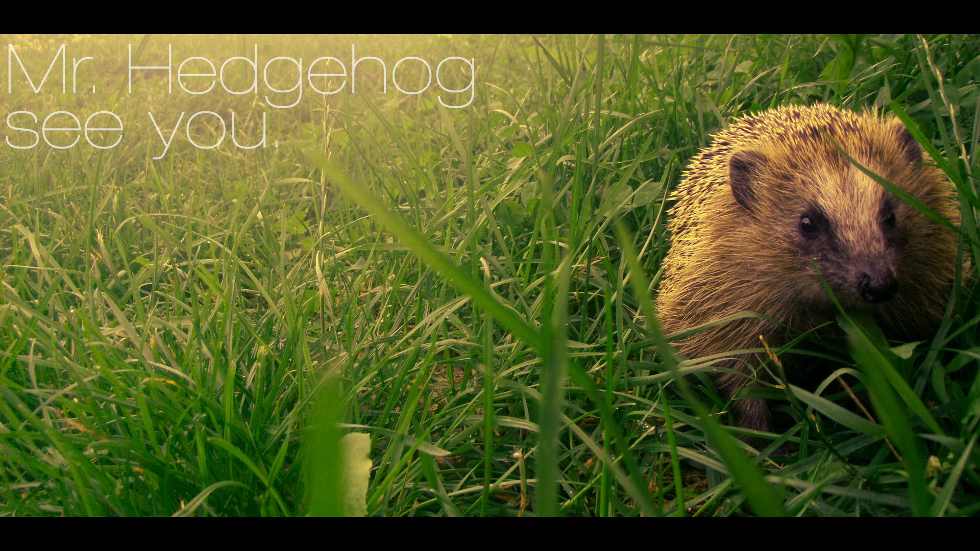 Awesome Hedgehog free background ID:241870 for full hd PC