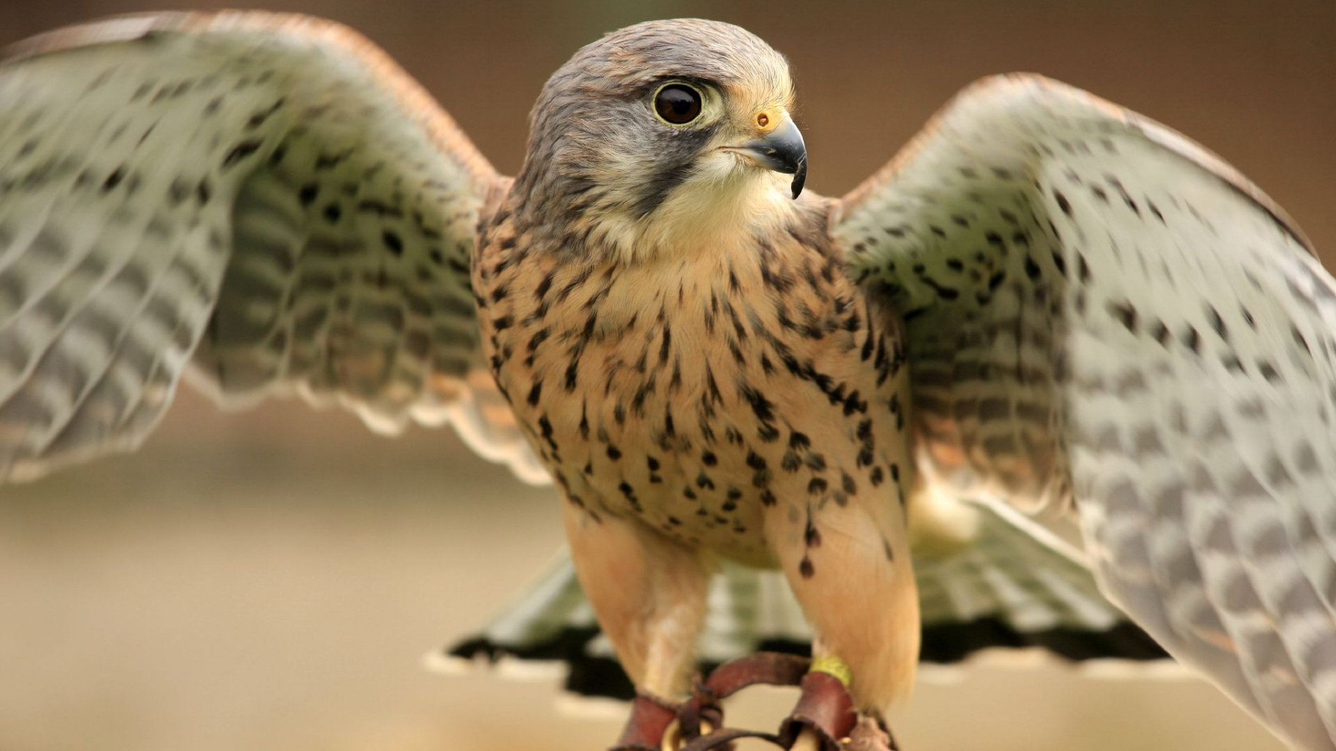Free download Falcon background ID:408472 full hd for desktop
