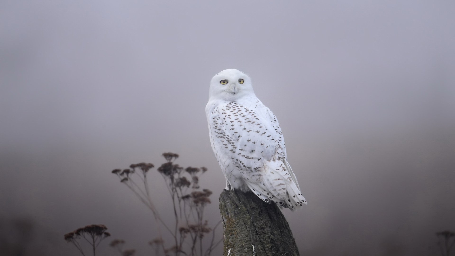 Awesome Snowy Owl free wallpaper ID:26801 for full hd 1080p PC