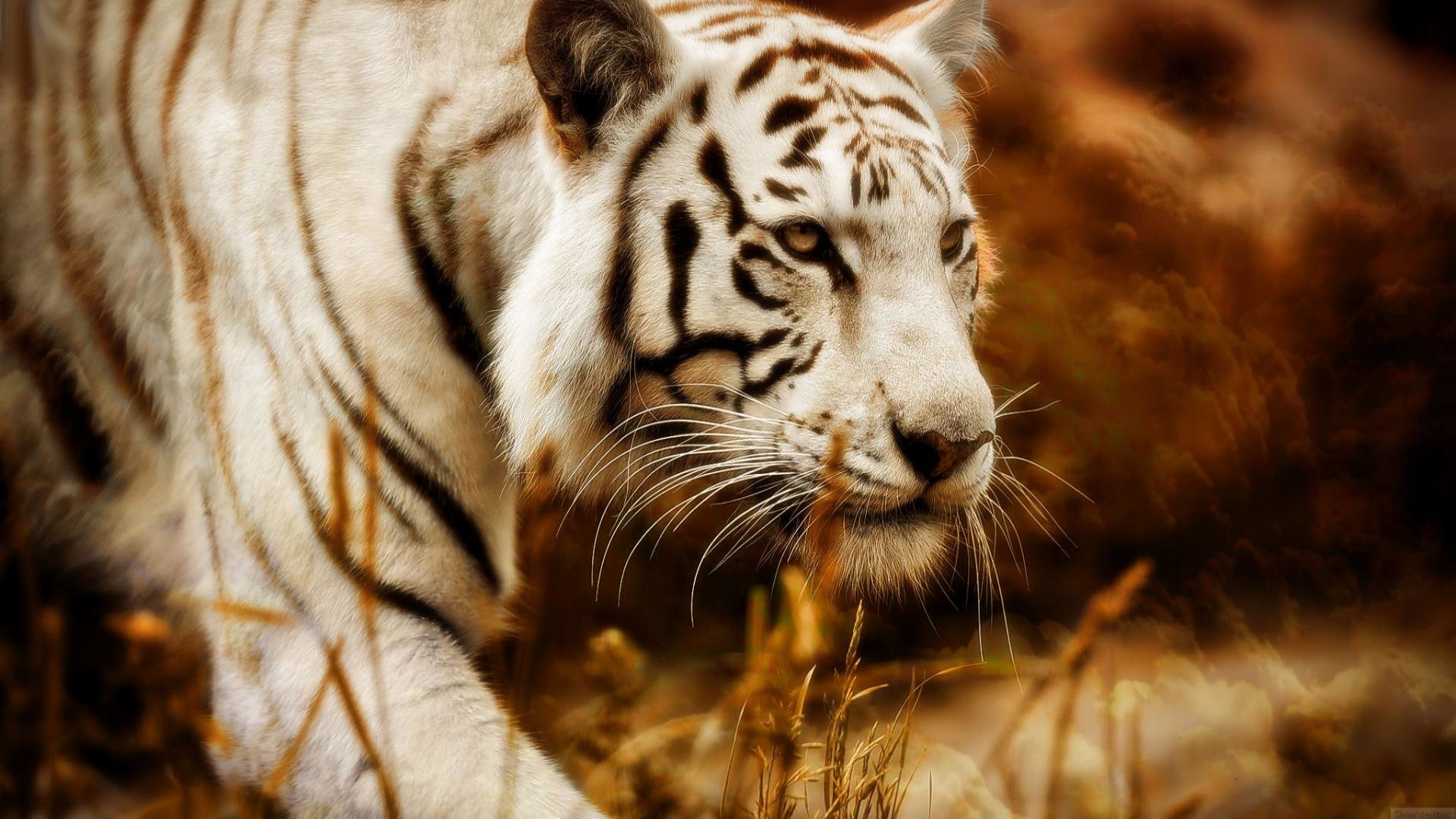 Free download White Tiger background ID:174989 full hd 1920x1080 for desktop