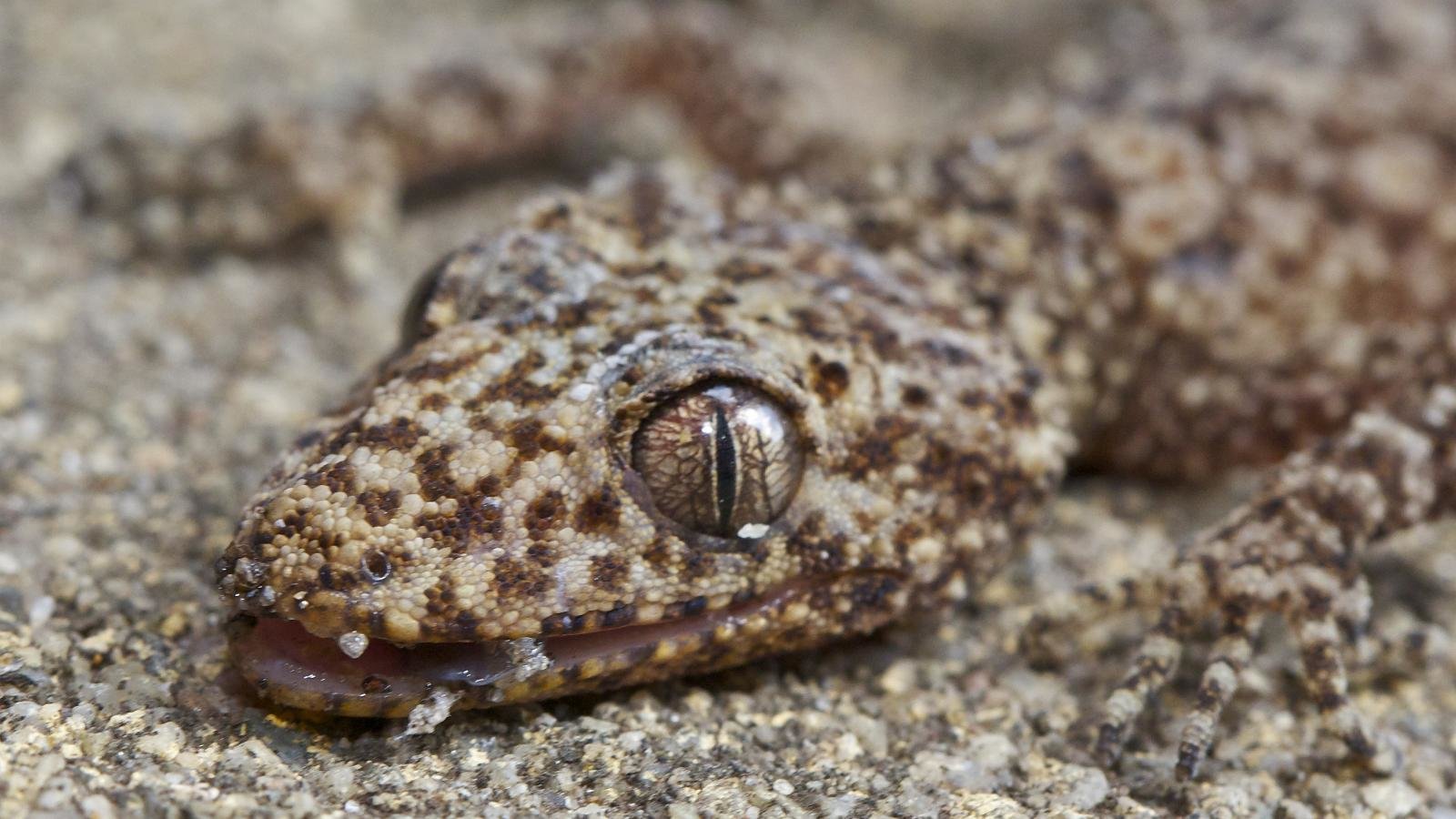 Best Gecko background ID:114534 for High Resolution hd 1600x900 computer