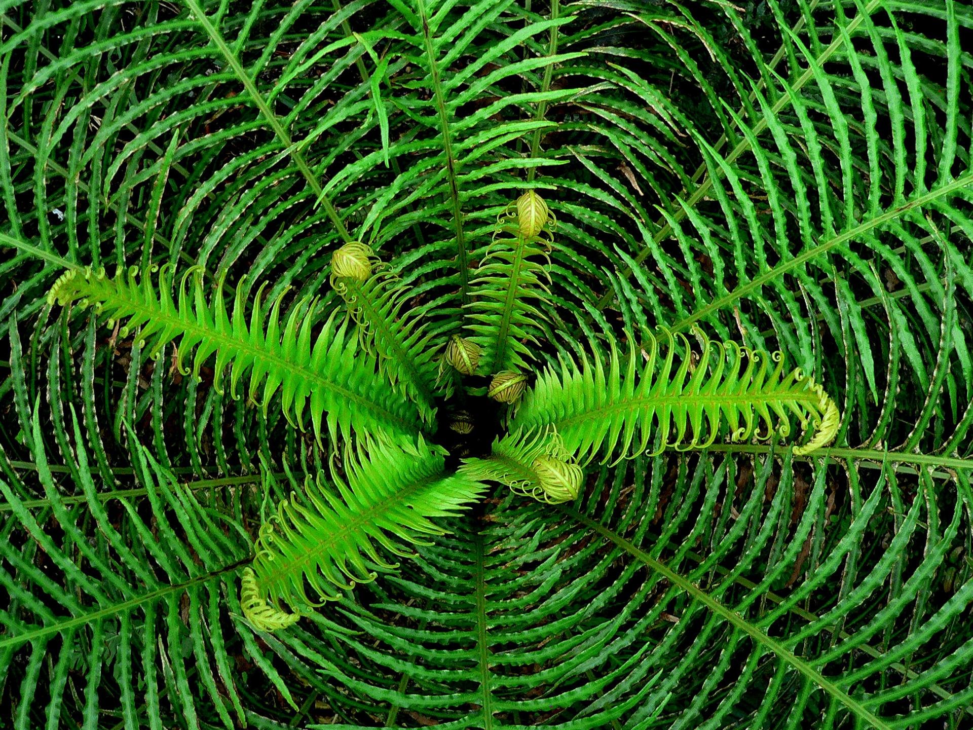 Free download Fern background ID:398796 hd 1920x1440 for PC