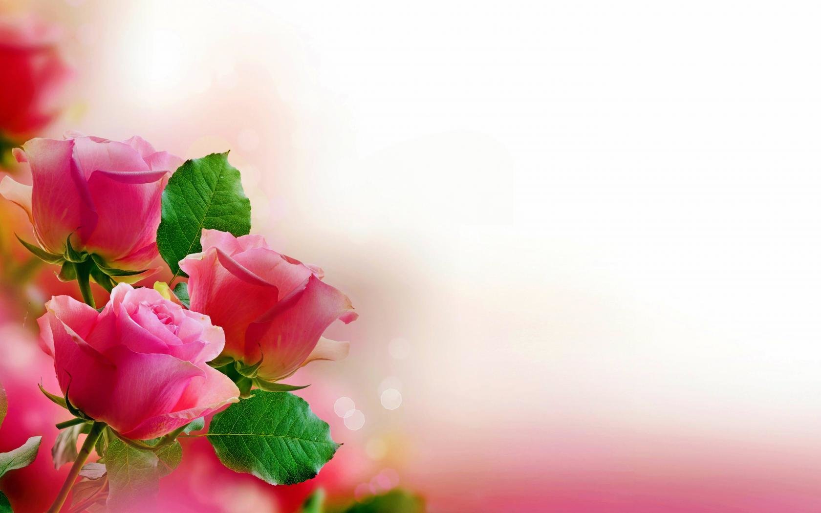 Awesome Rose free background ID:473366 for hd 1680x1050 desktop