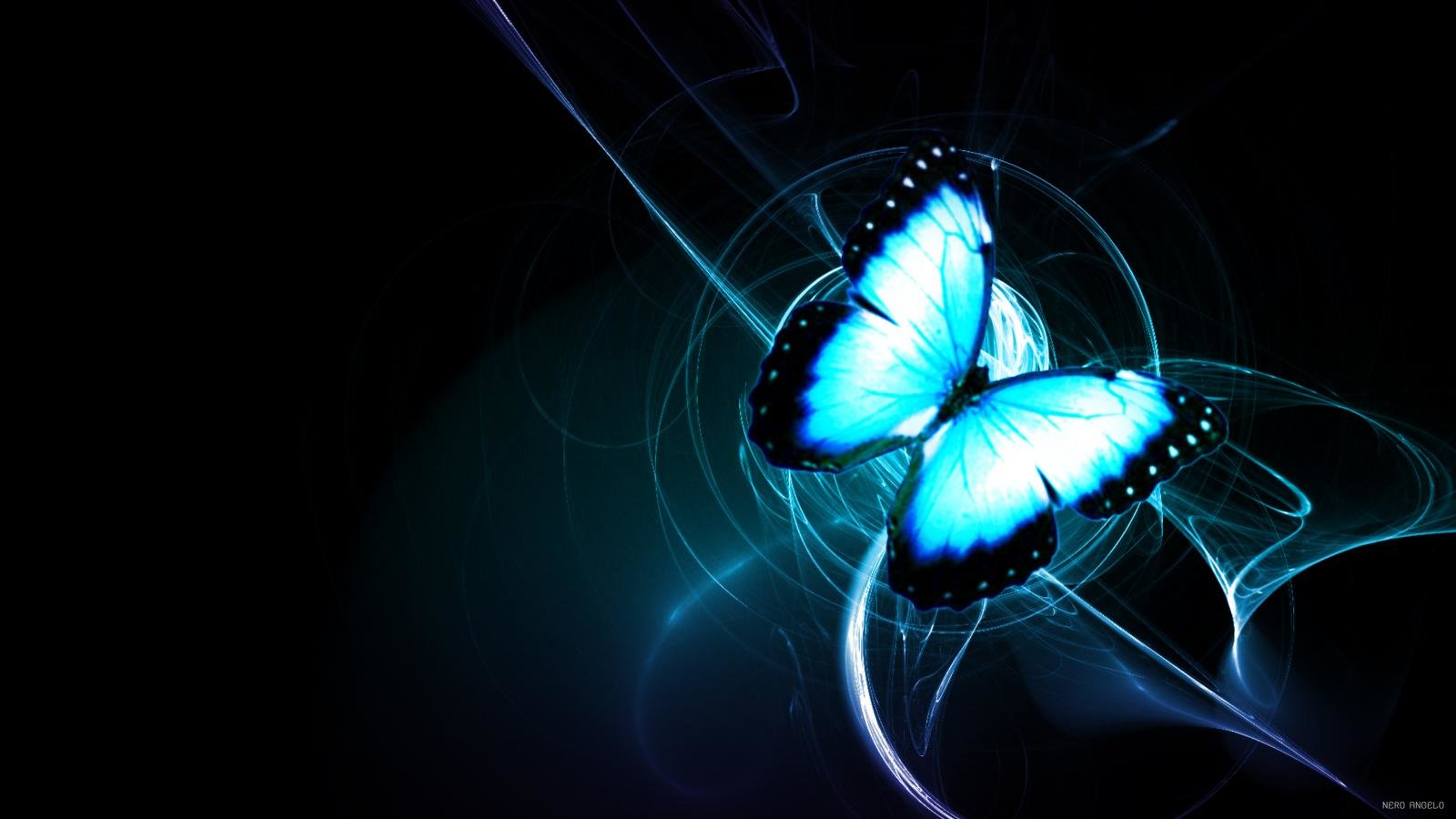 High resolution Butterfly hd 1600x900 background ID:167948 for desktop