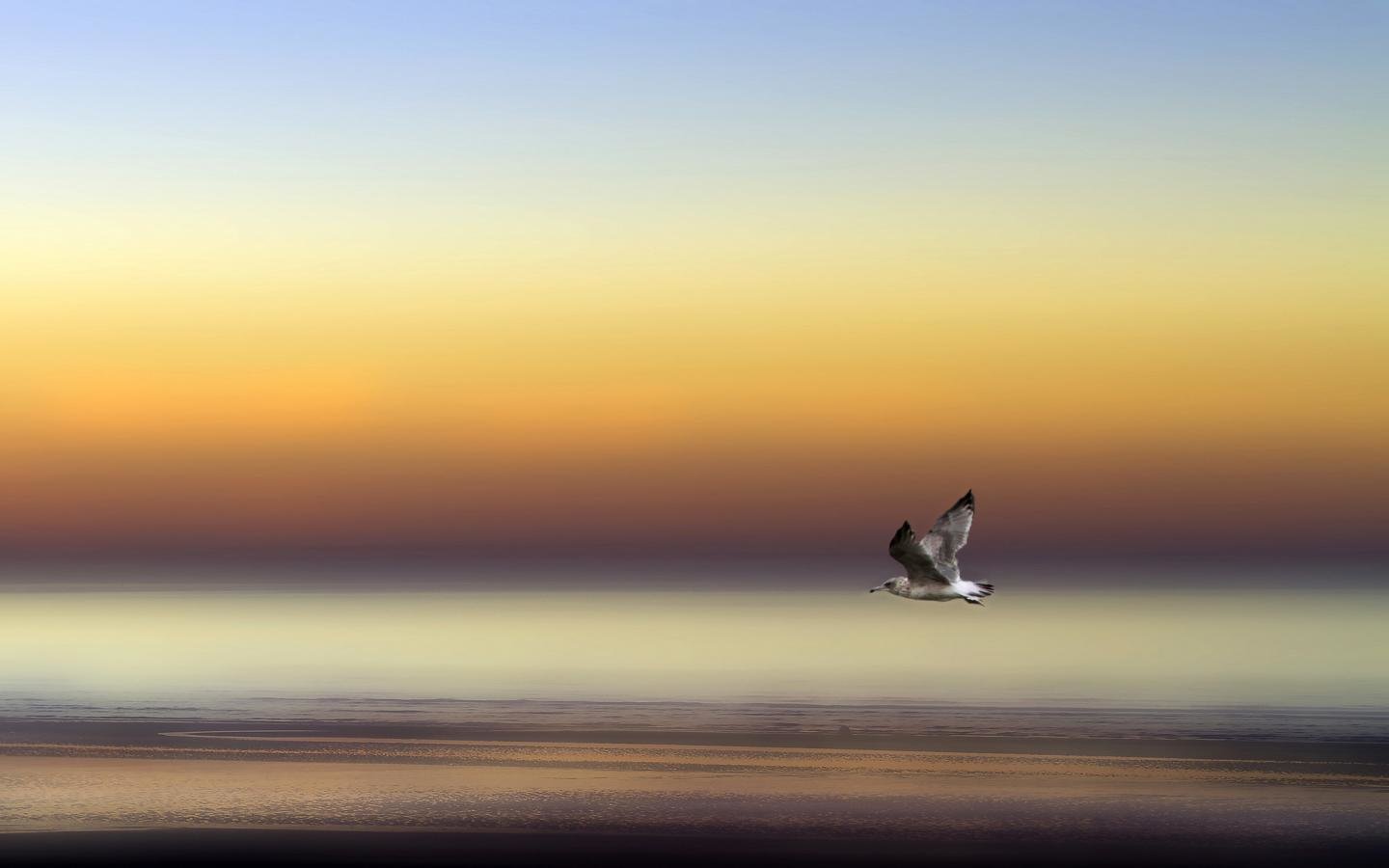 Best Seagull background ID:66902 for High Resolution hd 1440x900 PC