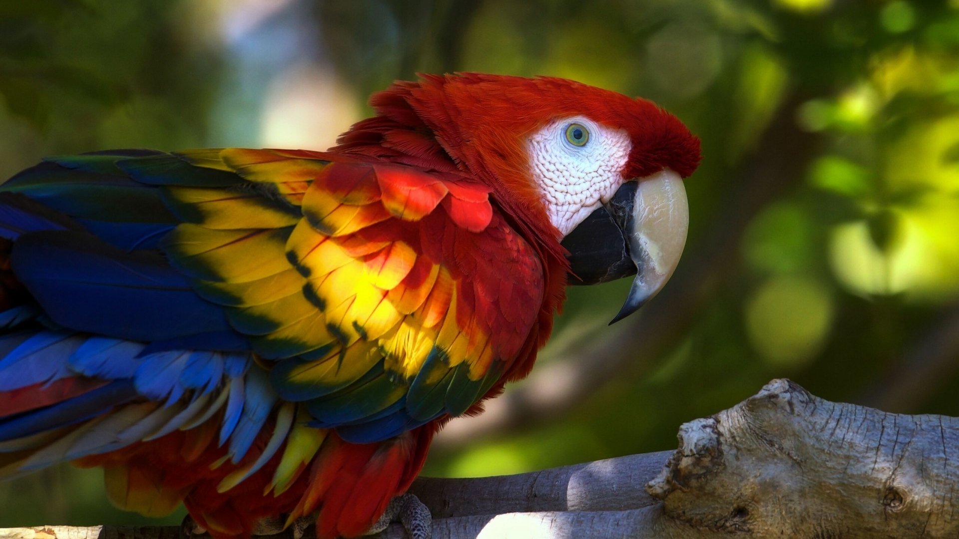 Best Macaw background ID:46376 for High Resolution full hd 1920x1080 computer