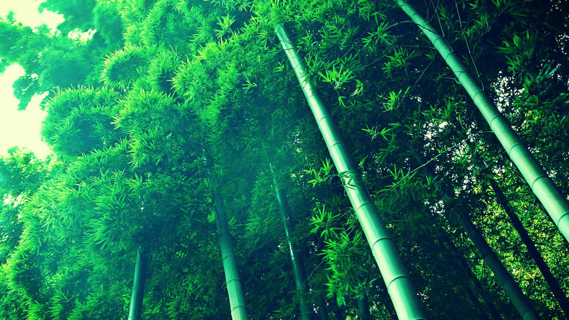 Best Bamboo background ID:246849 for High Resolution full hd 1920x1080 PC