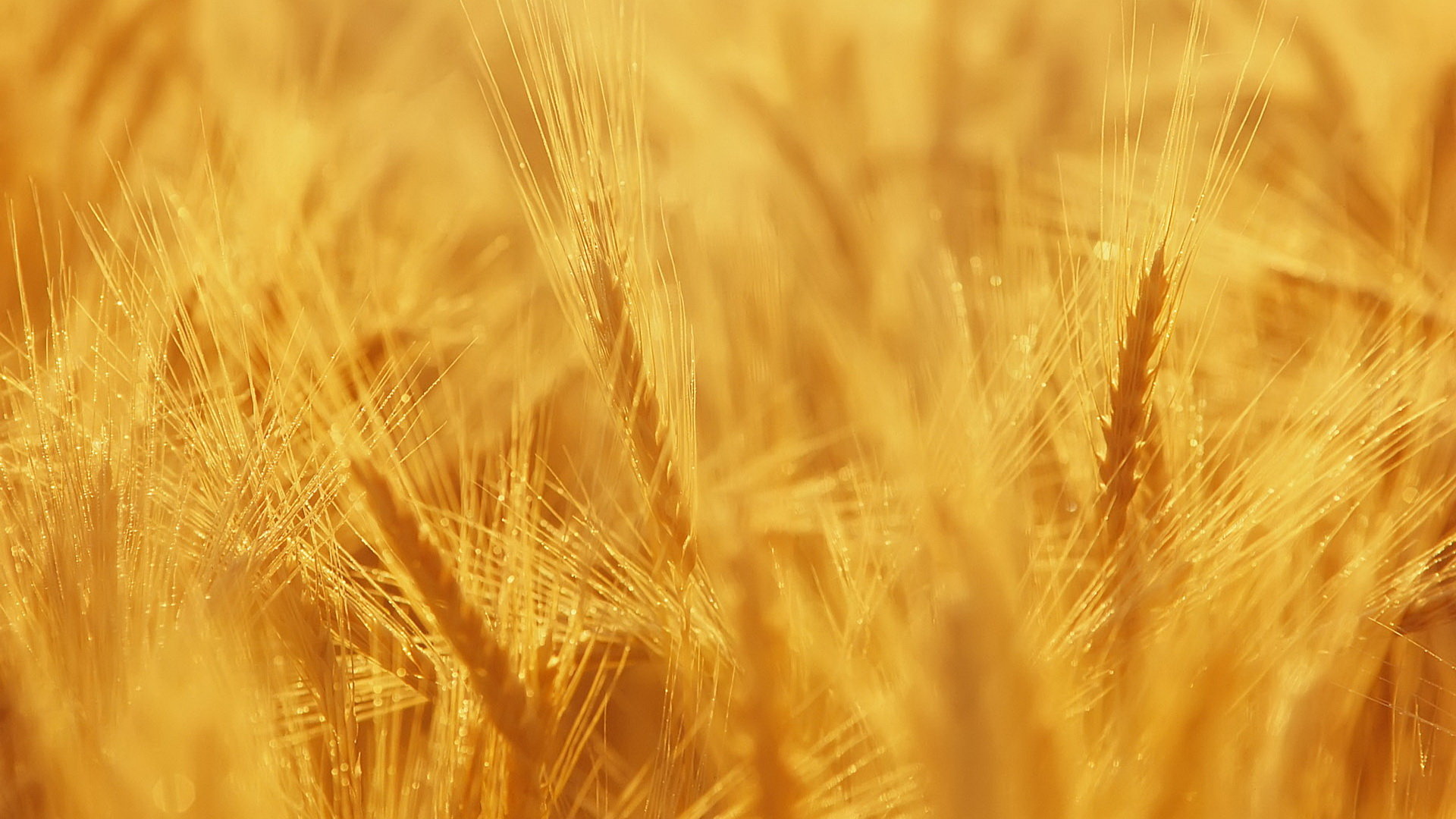 Best Wheat wallpaper ID:391898 for High Resolution 1080p computer
