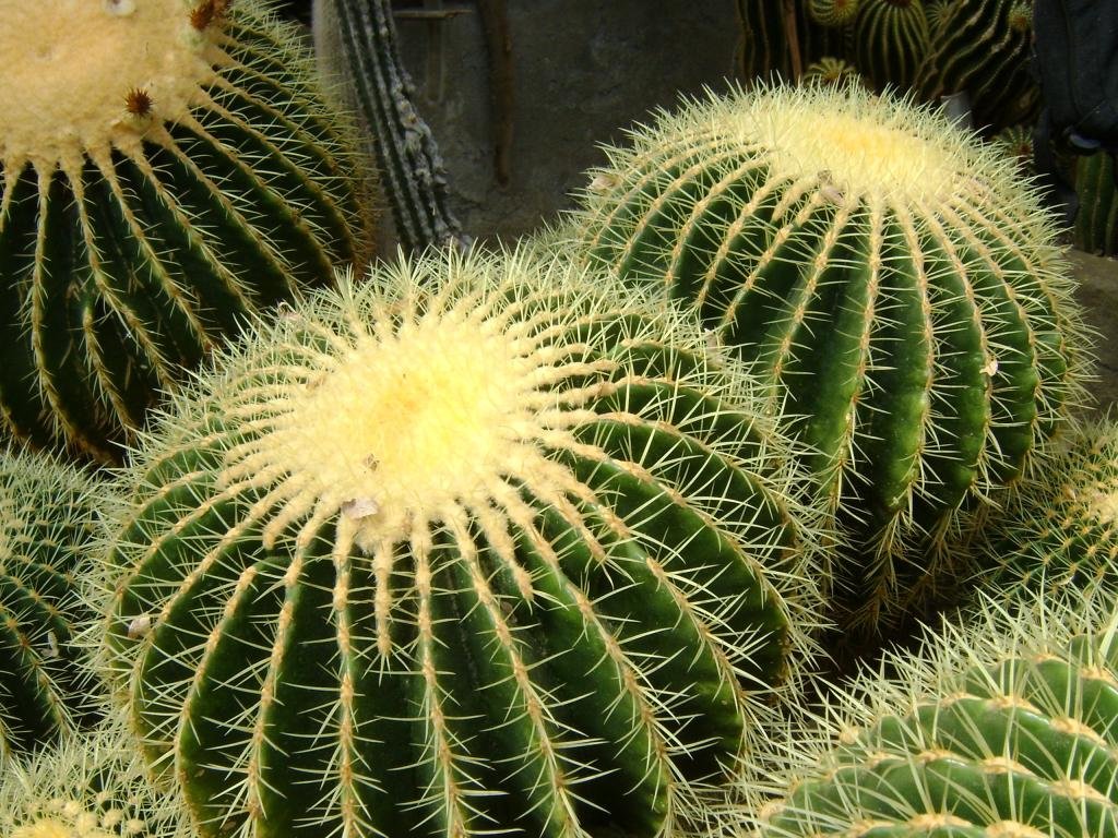 Best Cactus background ID:408615 for High Resolution hd 1024x768 PC