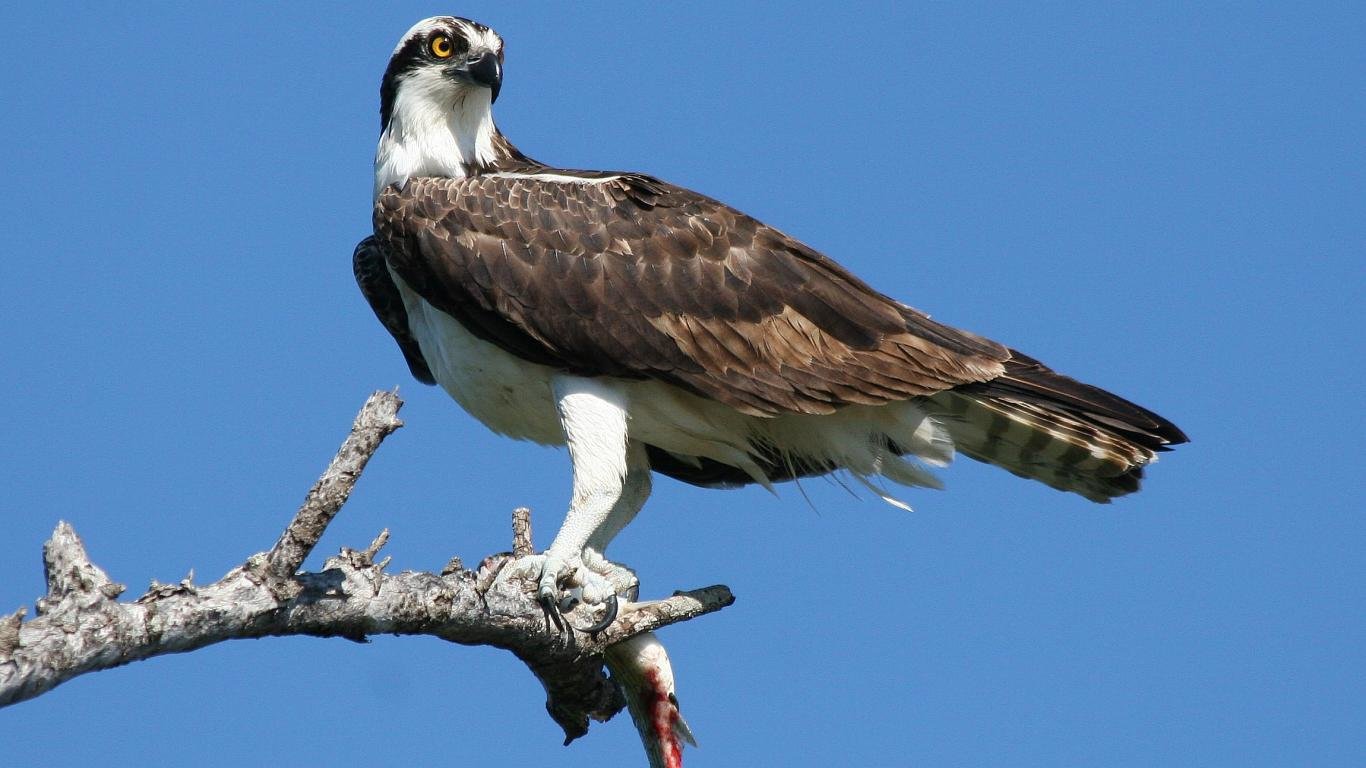 Free download Osprey wallpaper ID:421659 1366x768 laptop for PC