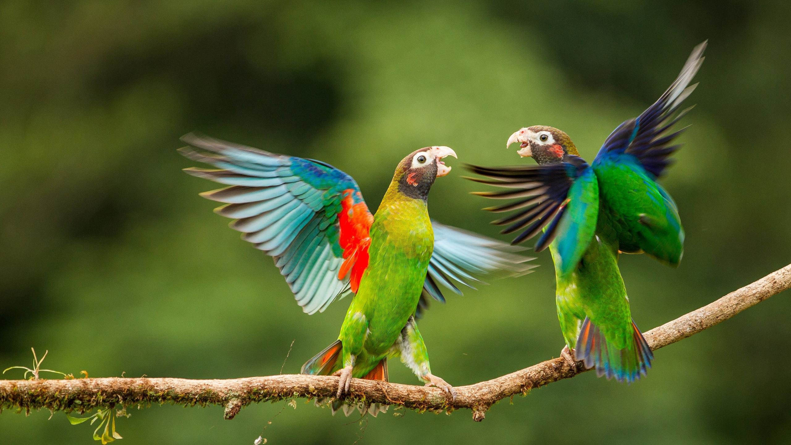 Awesome Parrot free background ID:25756 for hd 2560x1440 PC