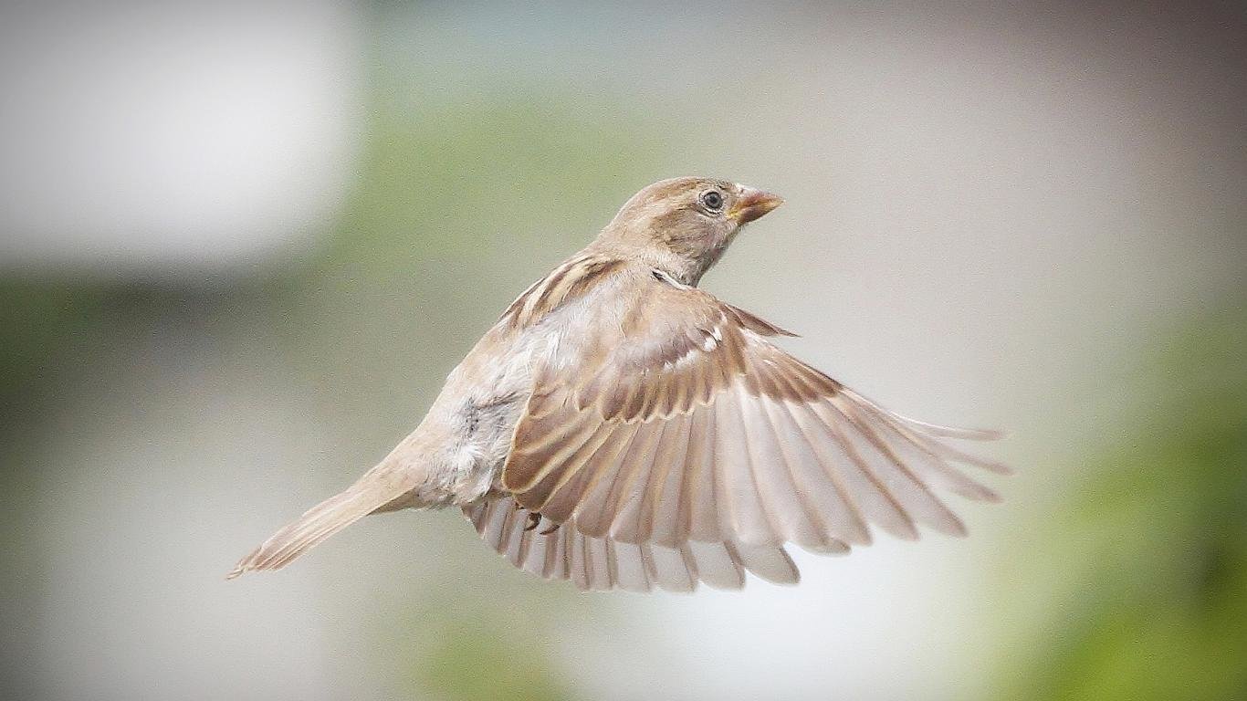 High resolution Sparrow 1366x768 laptop wallpaper ID:110739 for computer
