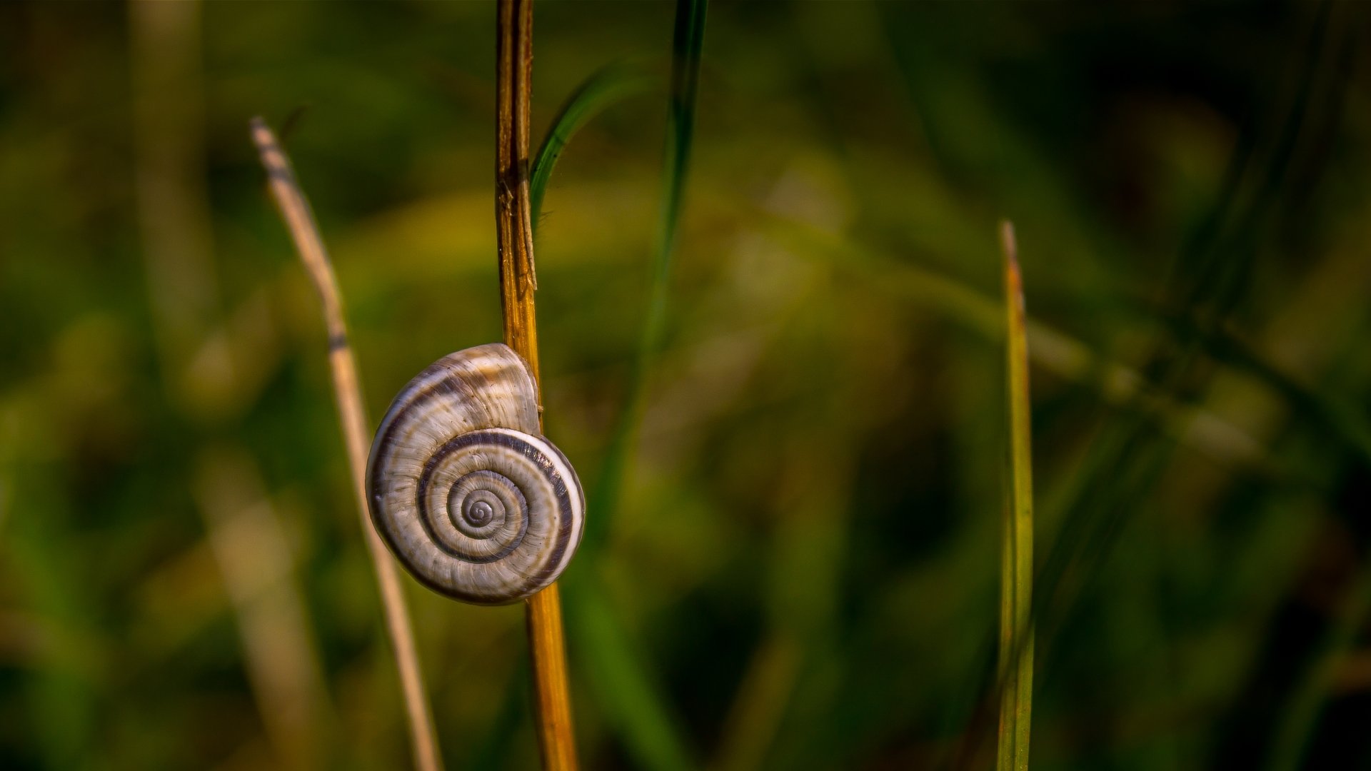 Awesome Snail free background ID:198873 for 1080p PC